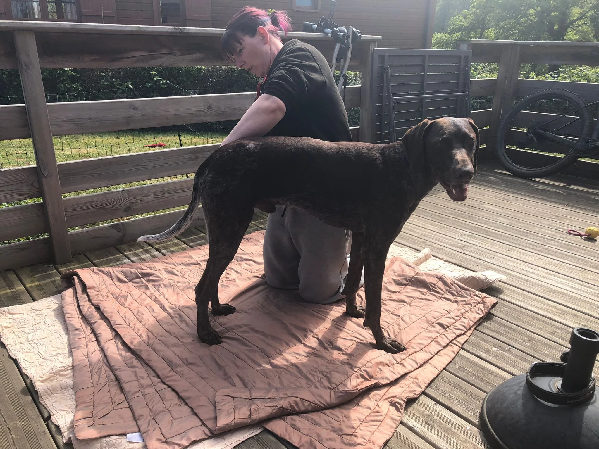 Canine Myotherapy Session (subsequent visits)