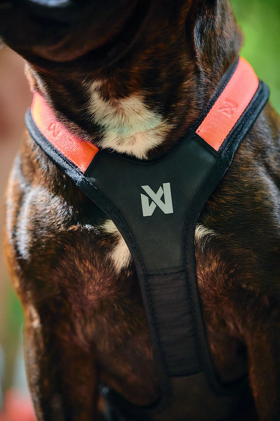 Rush-harness-black-orange-4511-4517-25-lifestyle.jpg.jpg