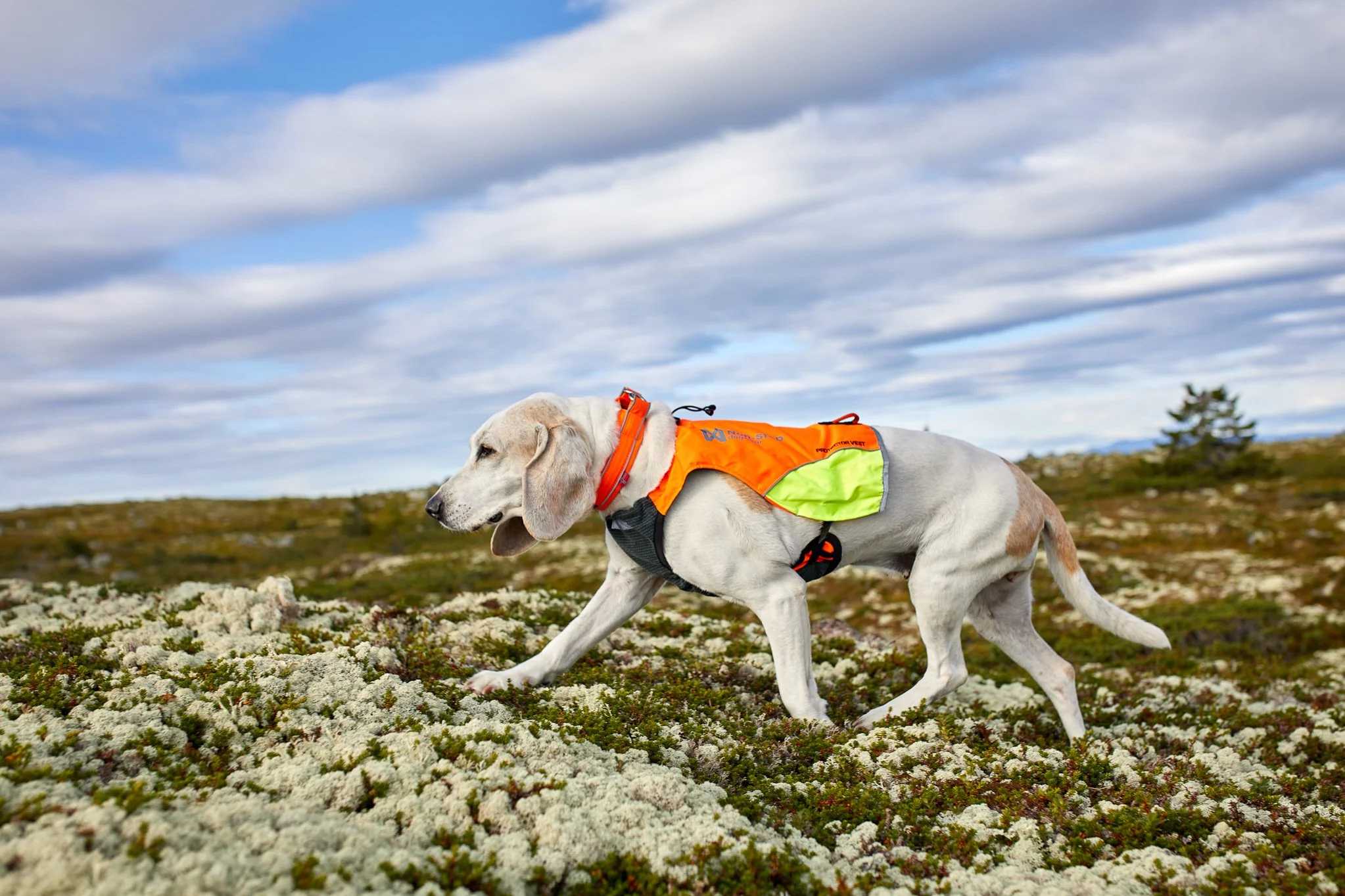 ProtectorVest_Orange_1739, 1746–1750_07_Lifestyle.jpg