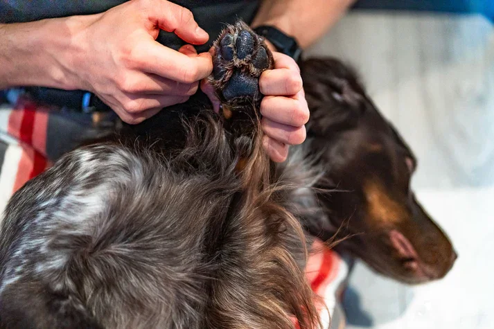 paw_care_setting_2.webp