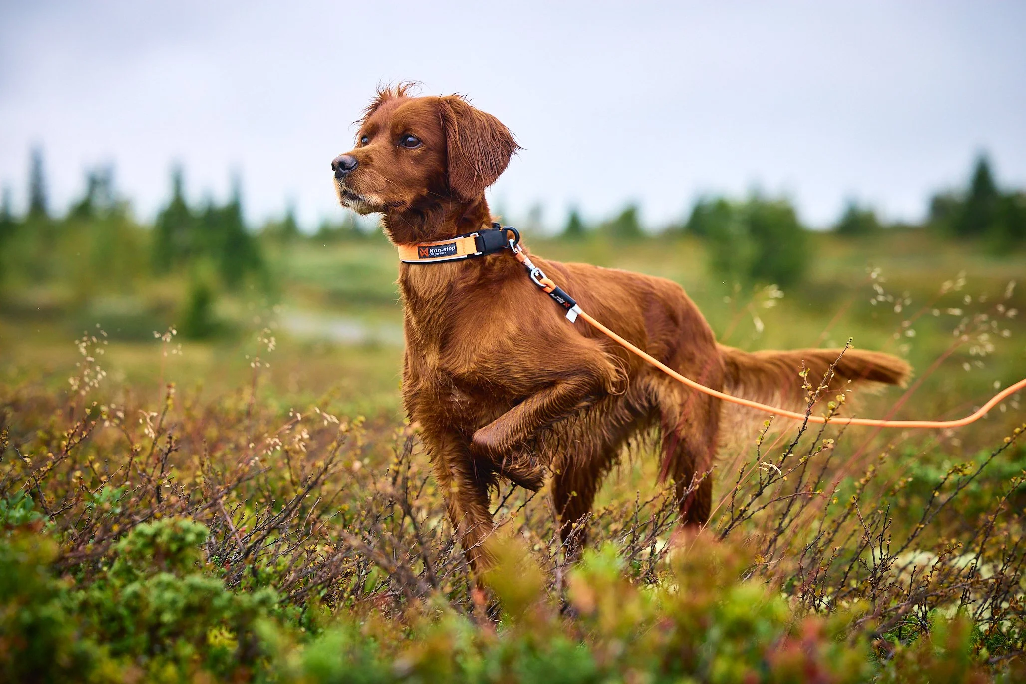ProtectorCollar_14121-14171_01_Lifestyle.jpg
