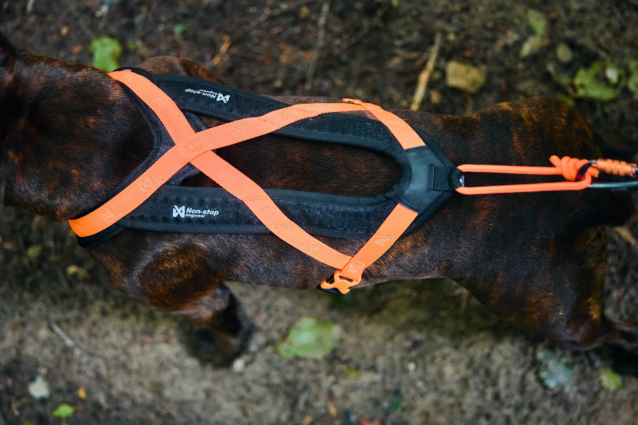 Rush-harness-black-orange-4511-4517-19-lifestyle.jpg.jpg