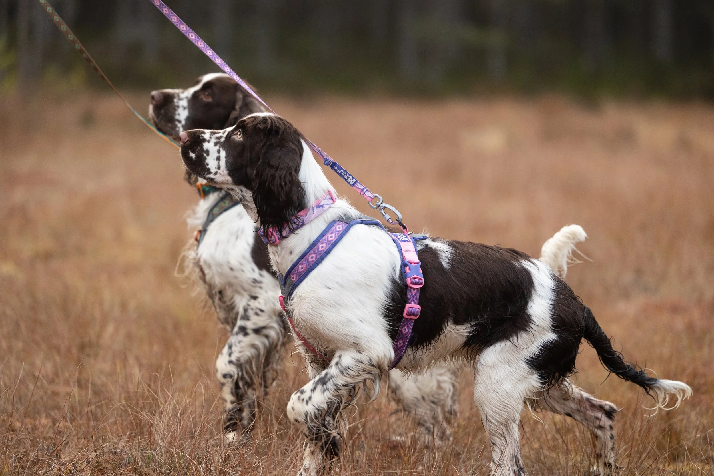 TrailQuestLeashRachelPohl_PurplePink_1662_TealOak_1663_03_Lifestyle.jpg