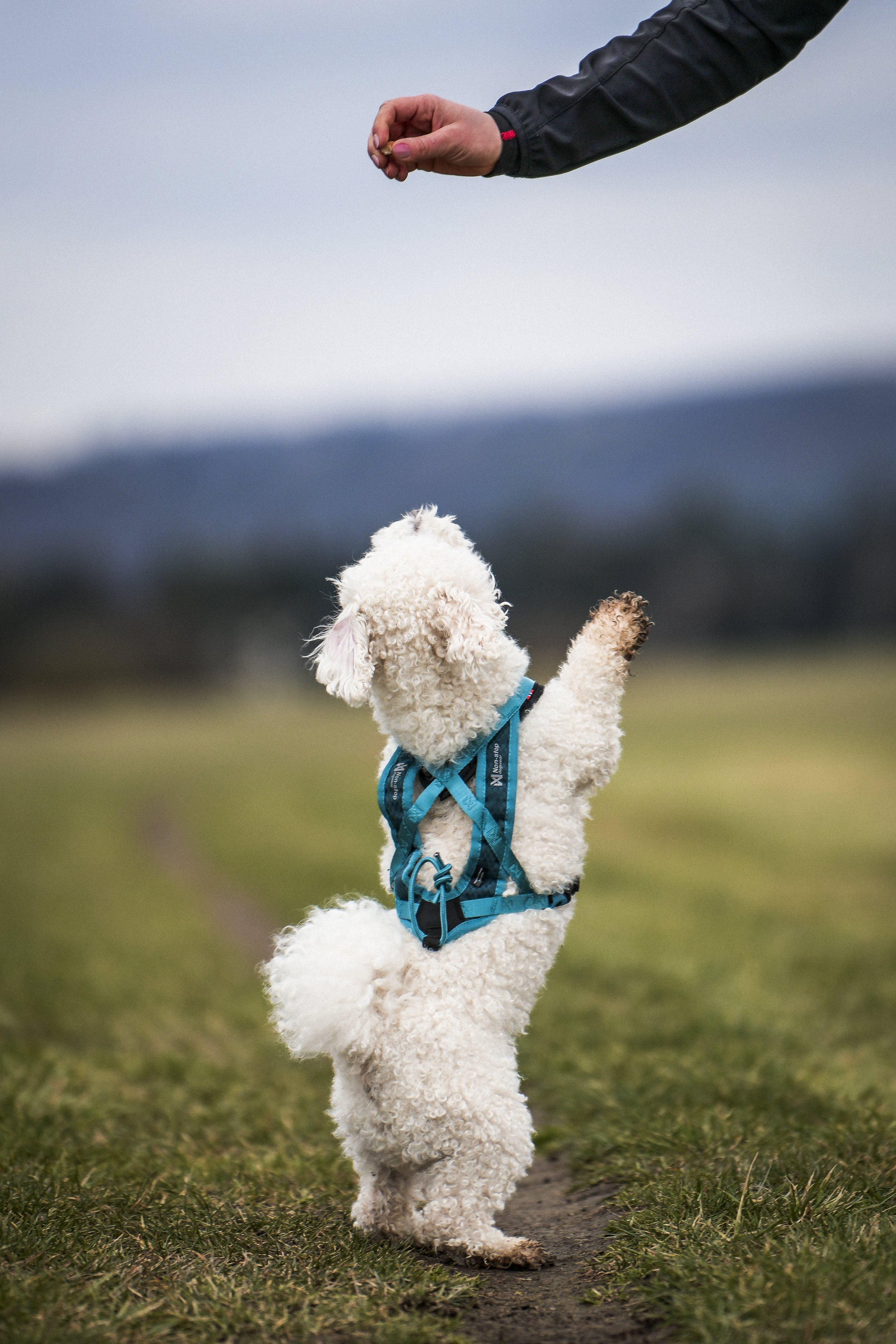 Rush-harness-teal-4501-4508-12-lifestyle.jpg