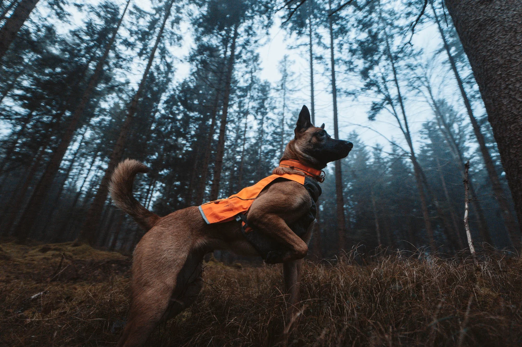 ProtectorVest_Orange_1739, 1746–1750_01_Lifestyle.jpg