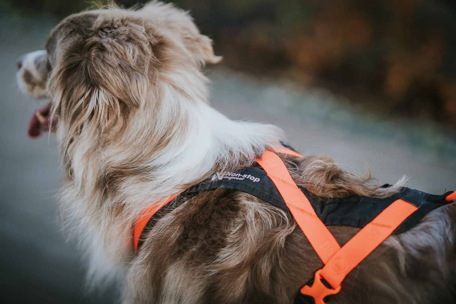Rush-harness-black-orange-4511-4517-26-lifestyle.jpg.jpg