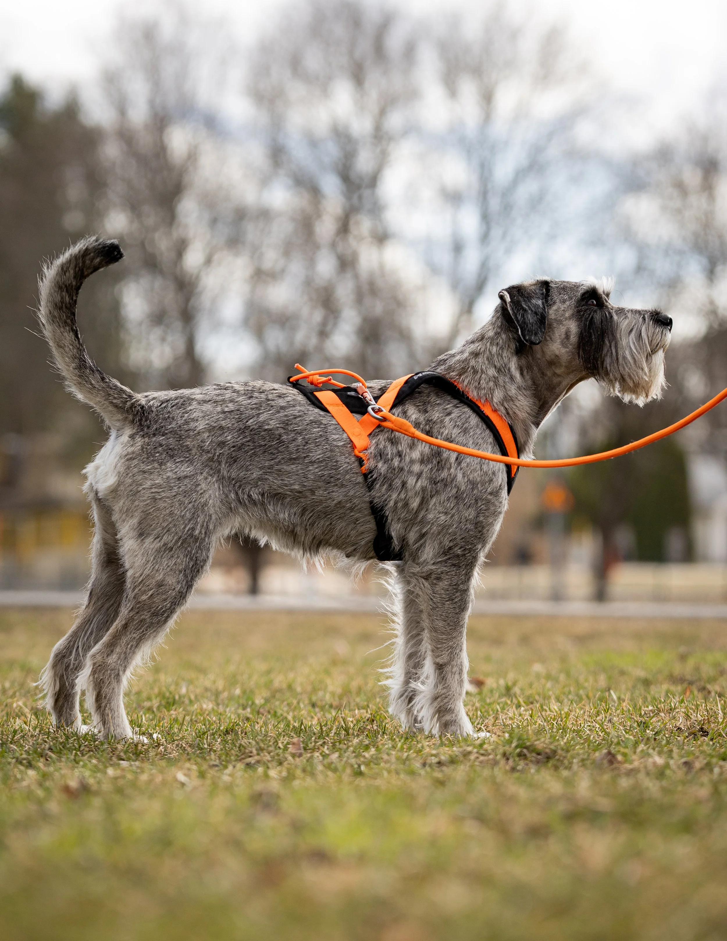 Rush-harness-black-orange-4511-4517-38-lifestyle.jpg