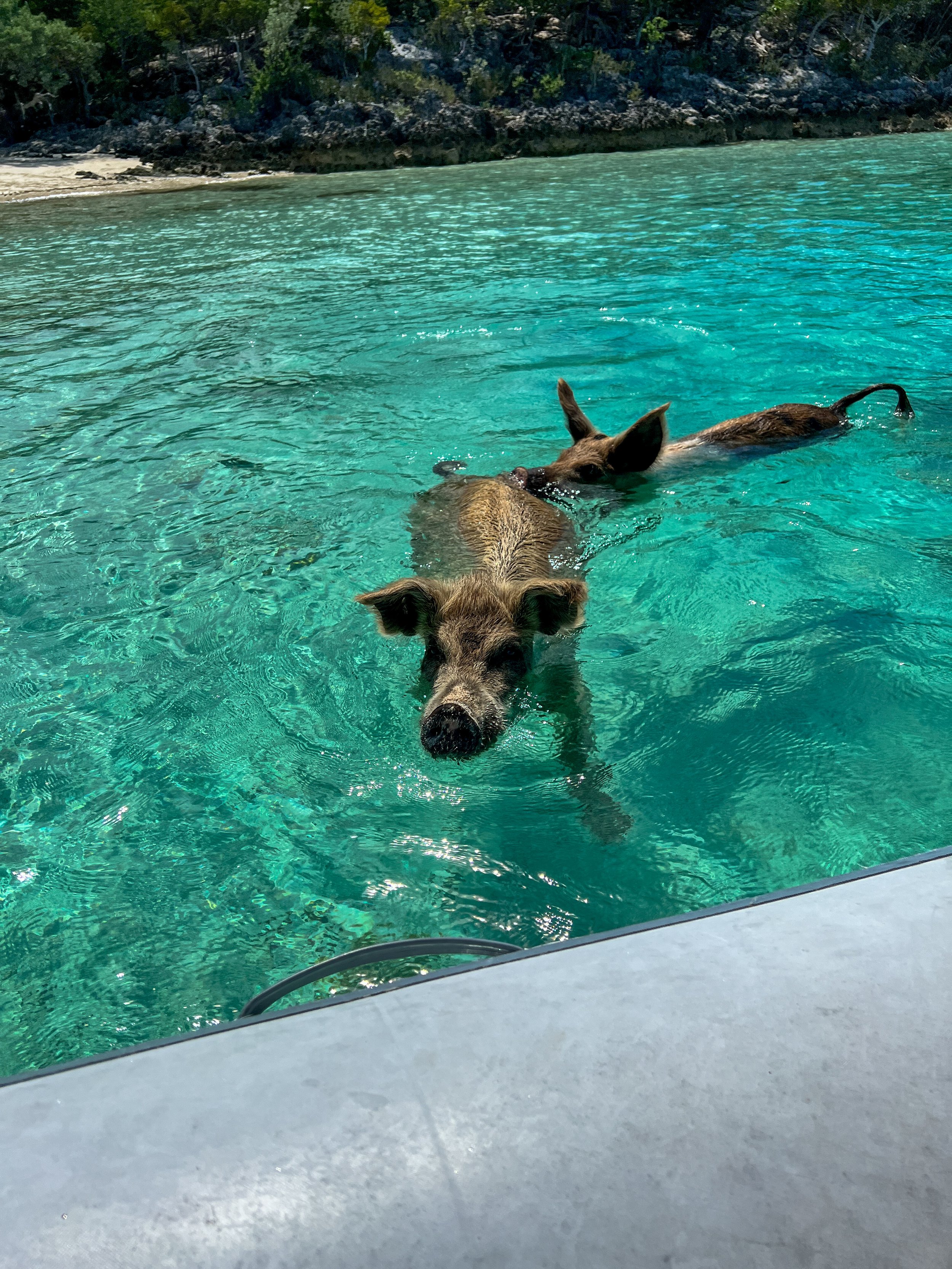 Swimming pigs at Pigs Island - Nassau, Bahamas
