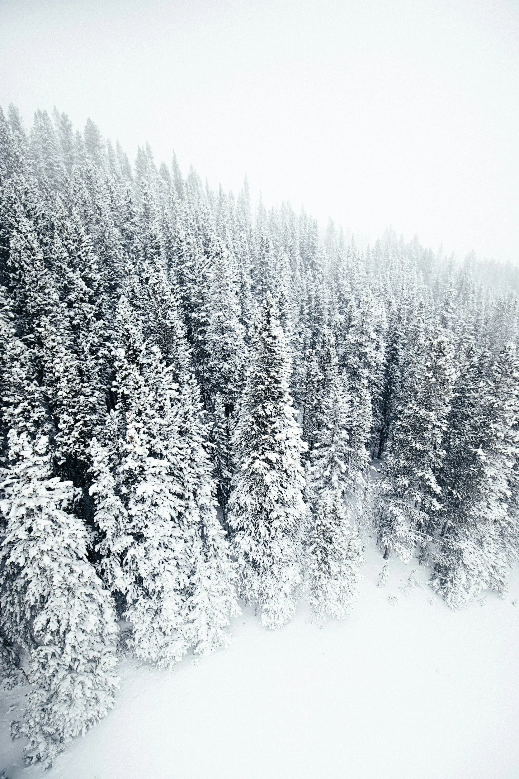 Snow-covered evergreen trees on a forested hillside in winter, with a foggy or overcast sky.