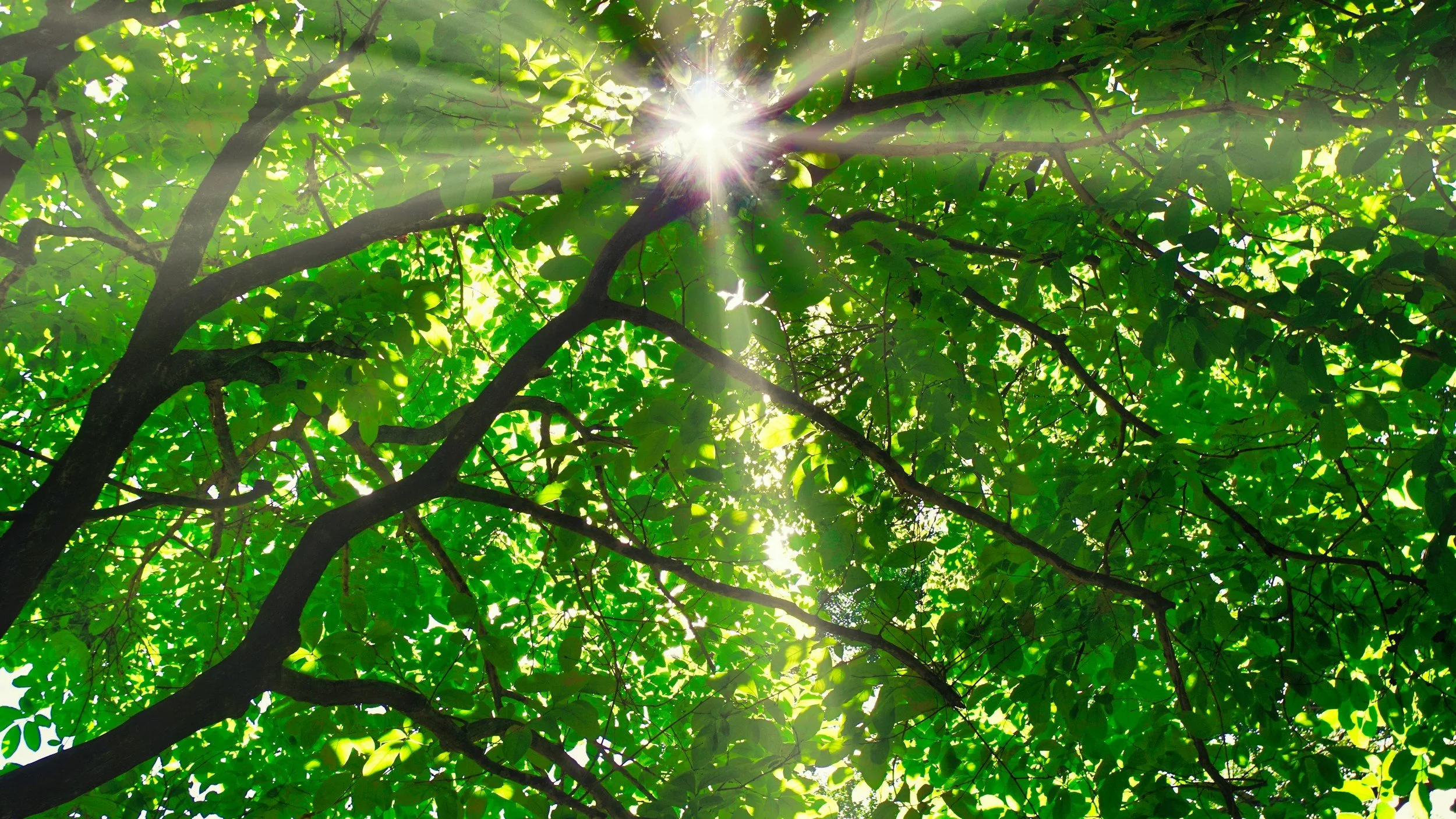 Sunlight shining through the leaves of a lush green tree from below.