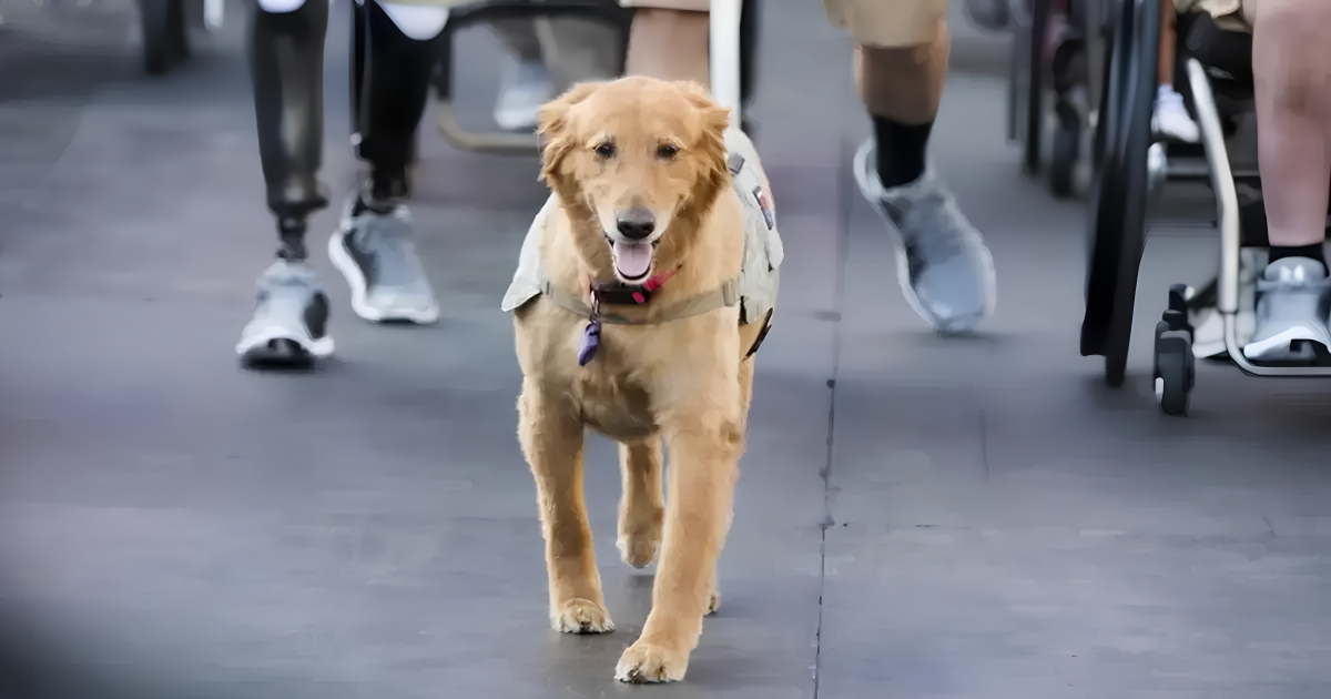 Service dog walking with American veterans down the street