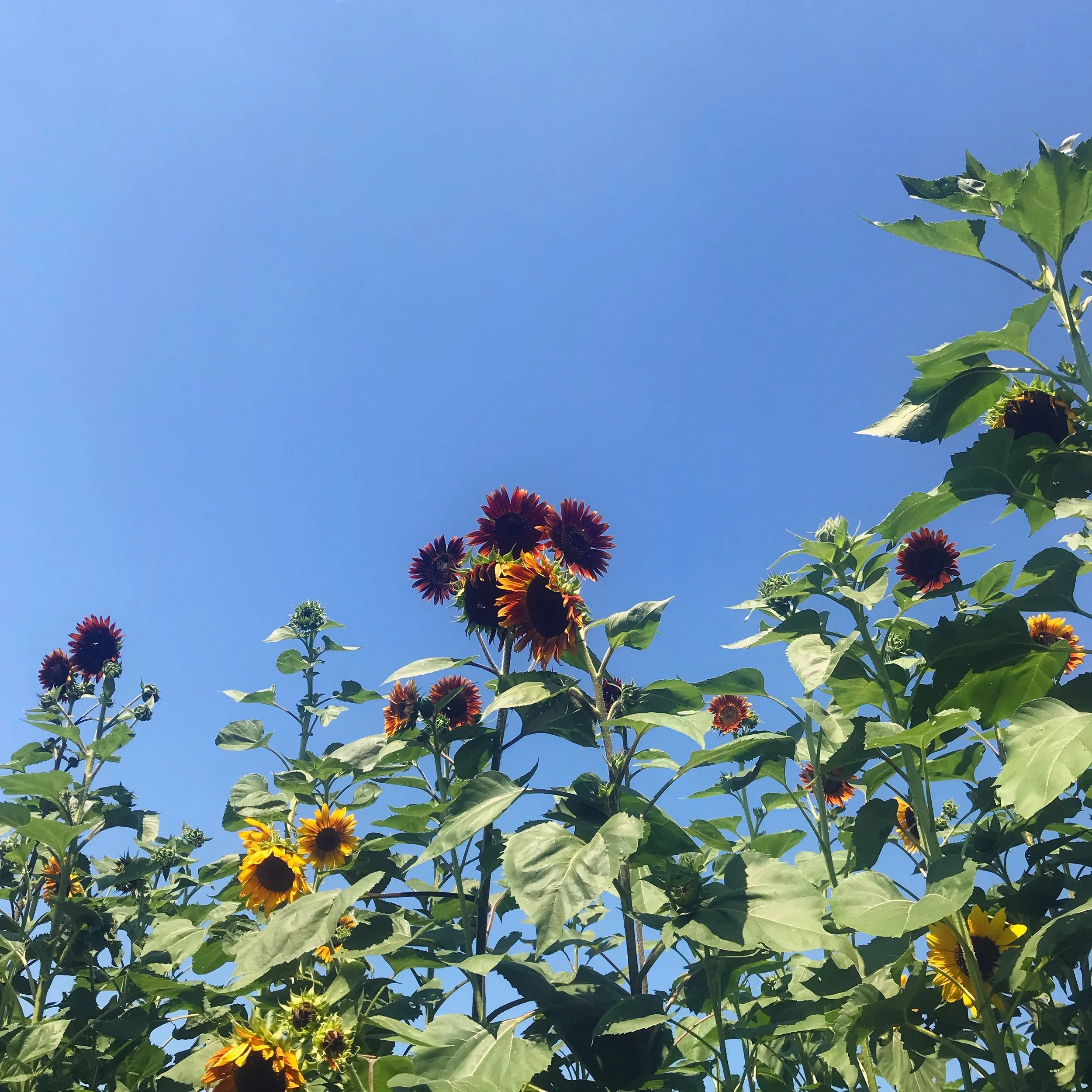 Welcome to Little Sweet Holistic Wellness