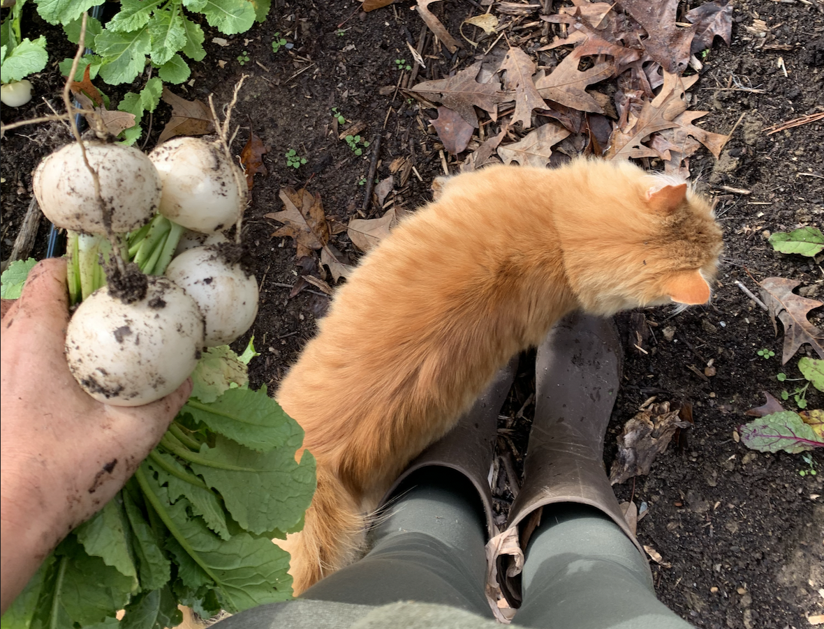 Transition Your Garden &amp; Plate for Winter