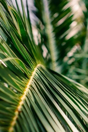Palm Sunday