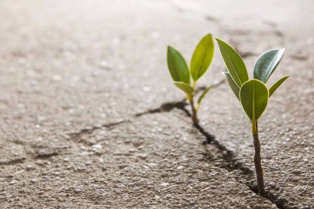 Church Planting Offering