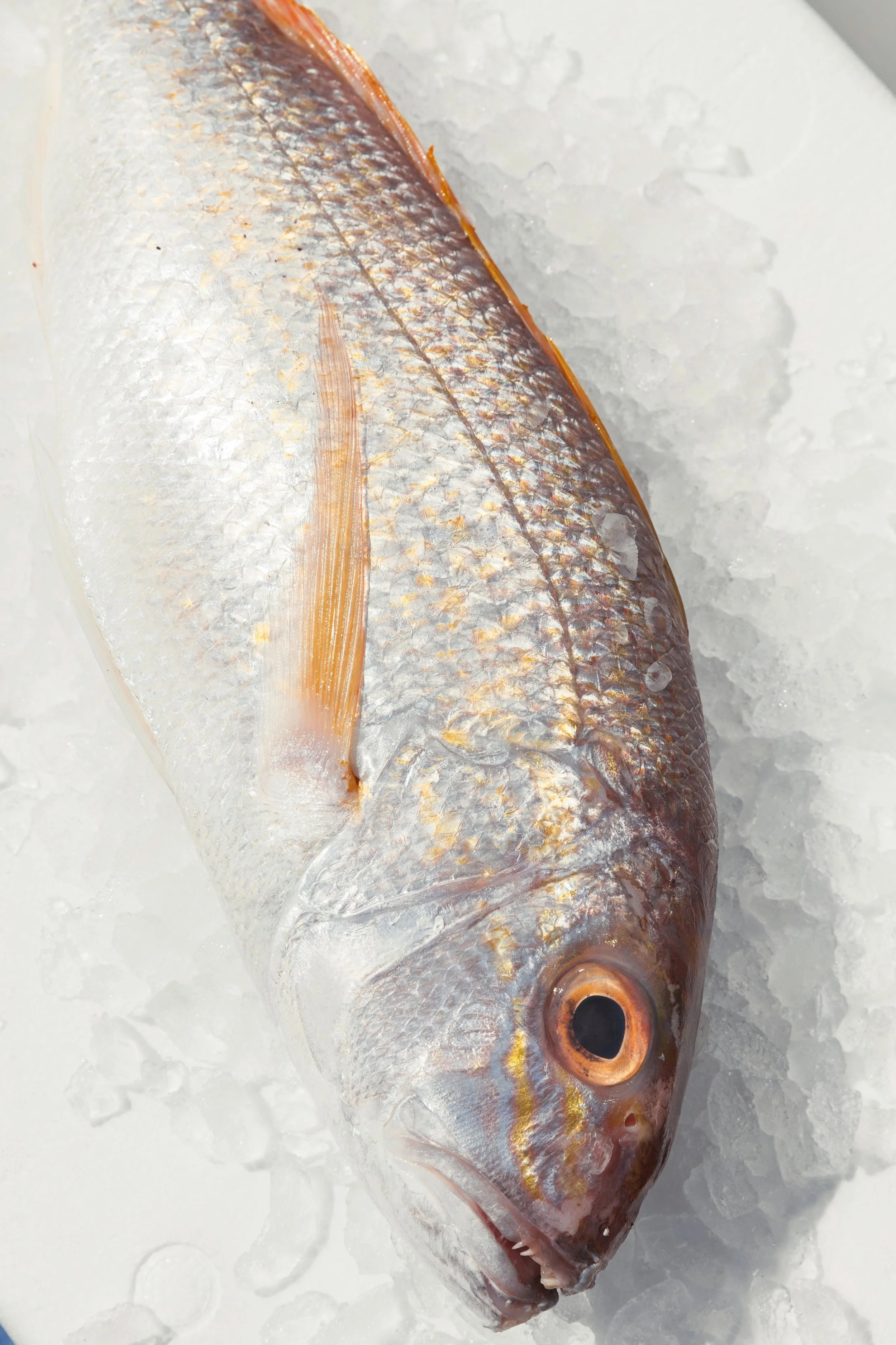 Goldband Snapper Fillets.jpg