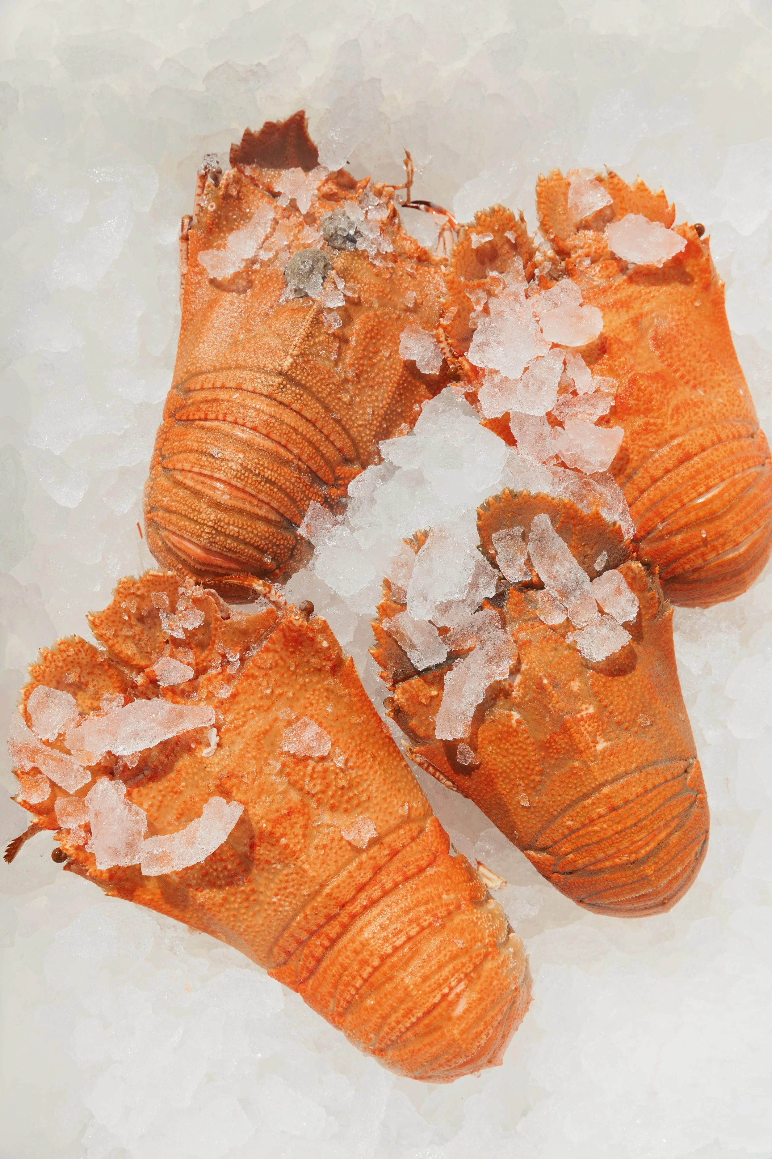 Cooked Large Bugs.jpg