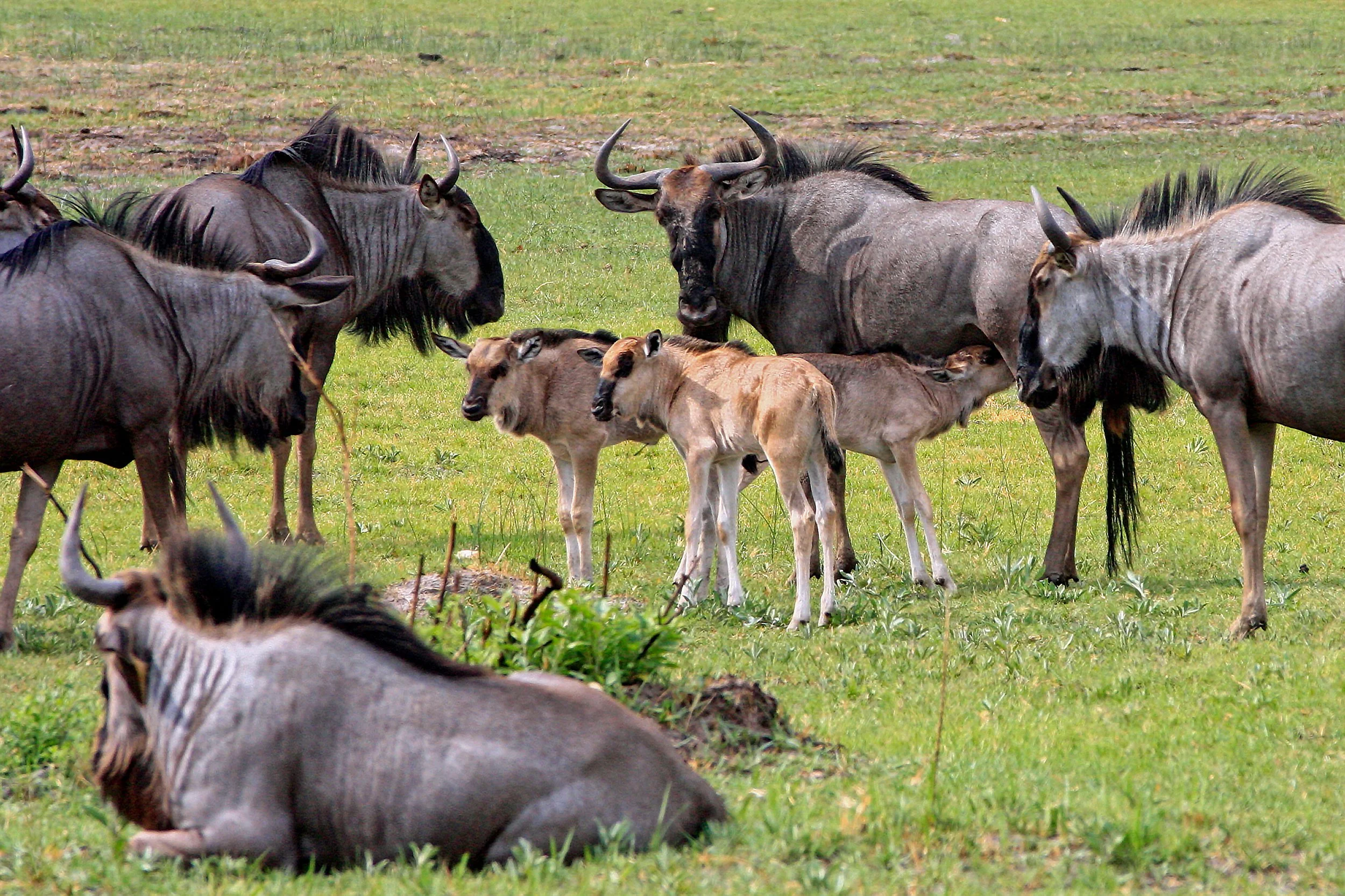 Kwara Camp - Wildlife - 21.jpg