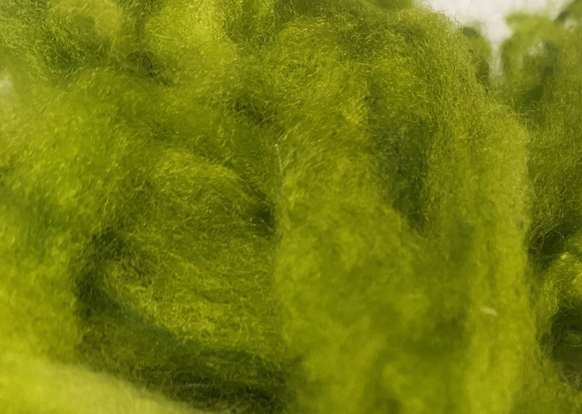 Fiber, Cotswold-Merino, Incredible Green 2.jpg