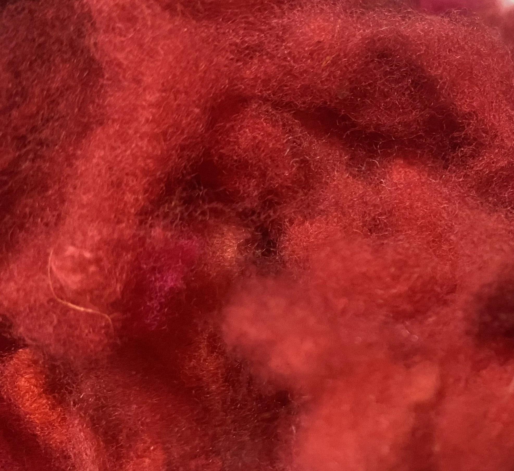 Fiber, Columbia-Rambouillet 2, Red Red Rose 2.jpg