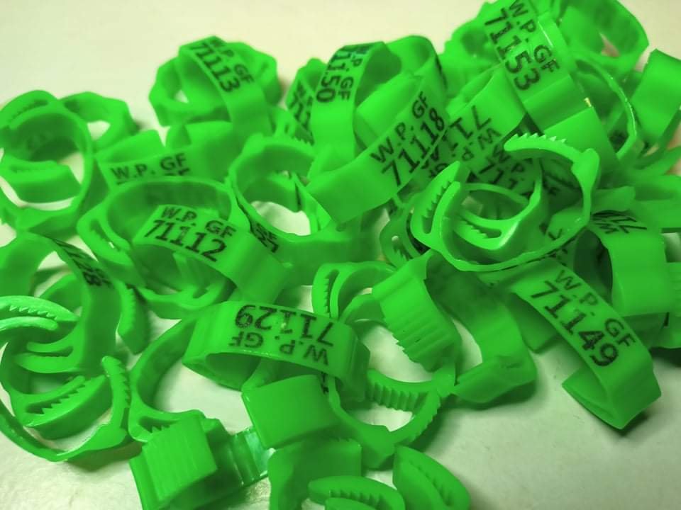 ADJUSTABLE PLASTIC LEGBANDS