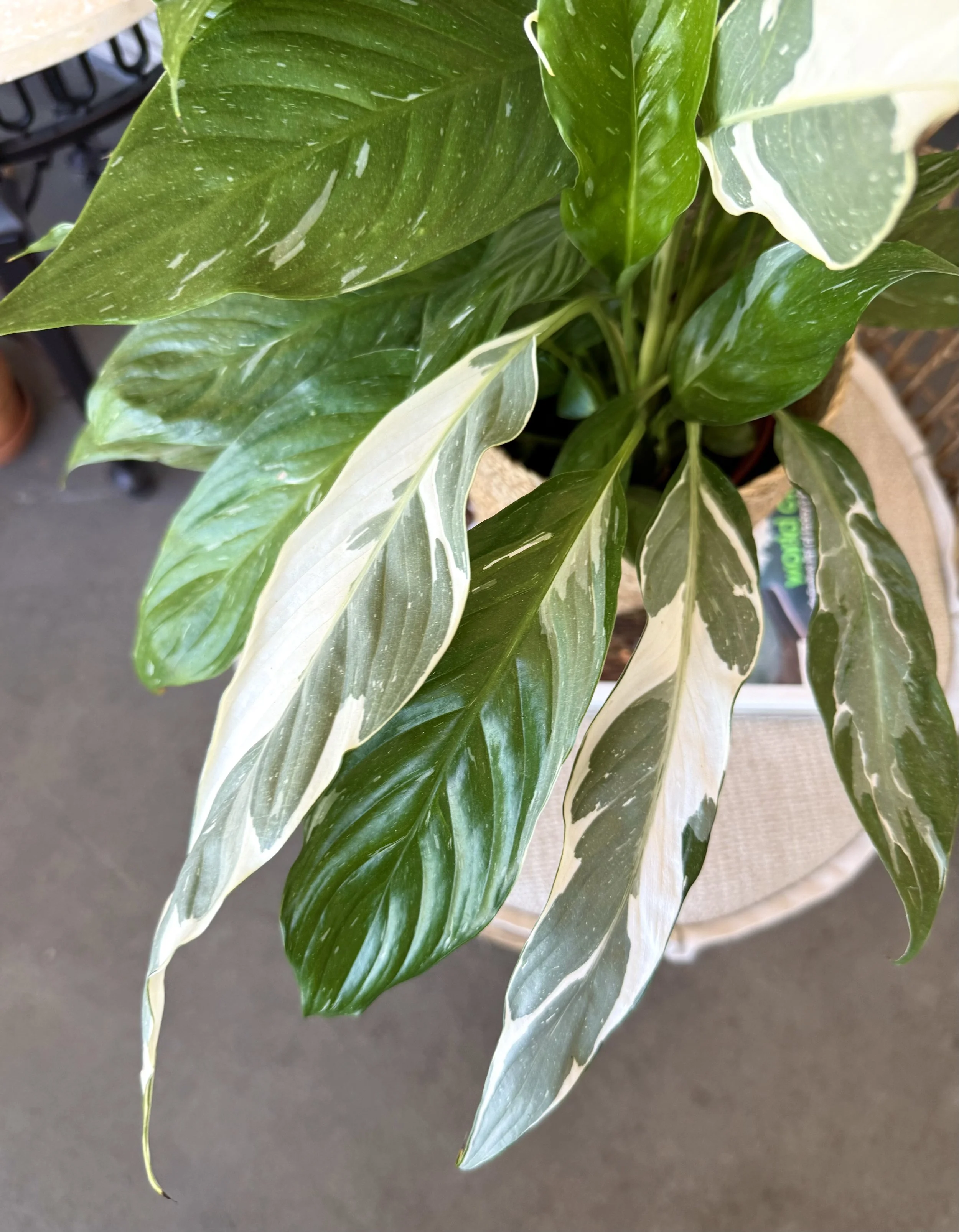 Peace Lily Variegated leaves.jpeg