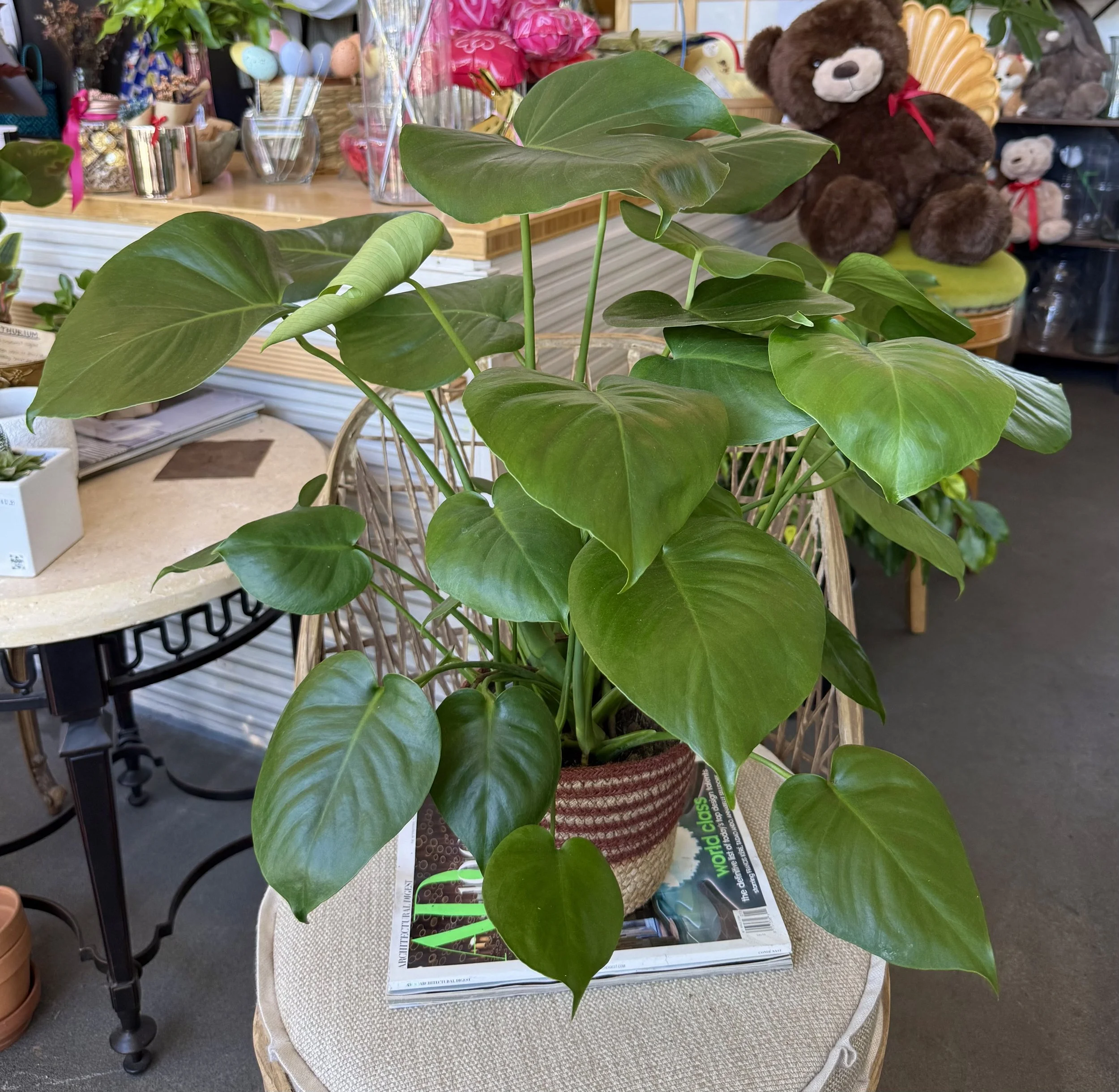 Medium Monstera Plant.jpeg