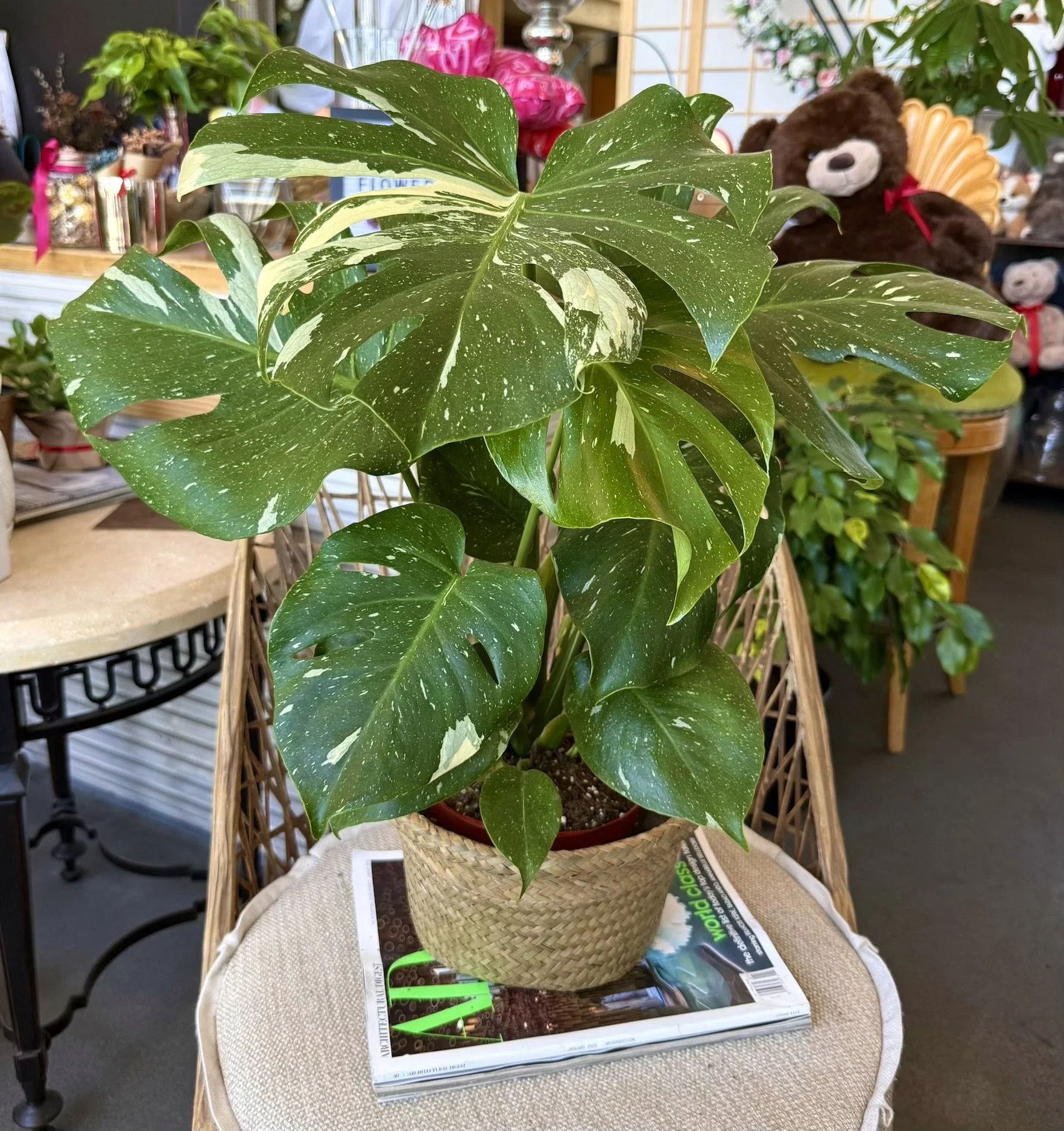 Thai Monstera Constellation 15"