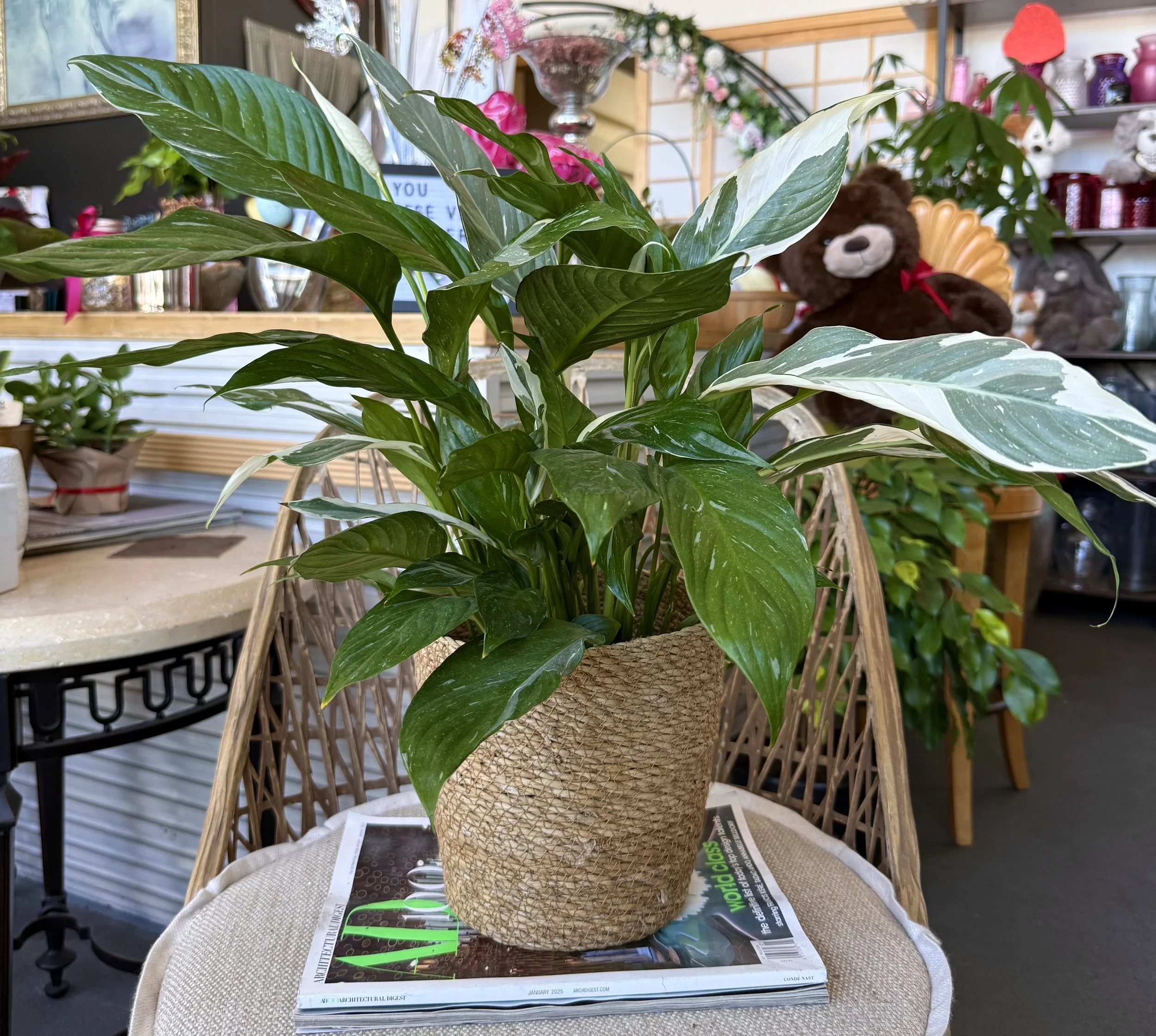 Peace Lily Variegated (Domino) 15"