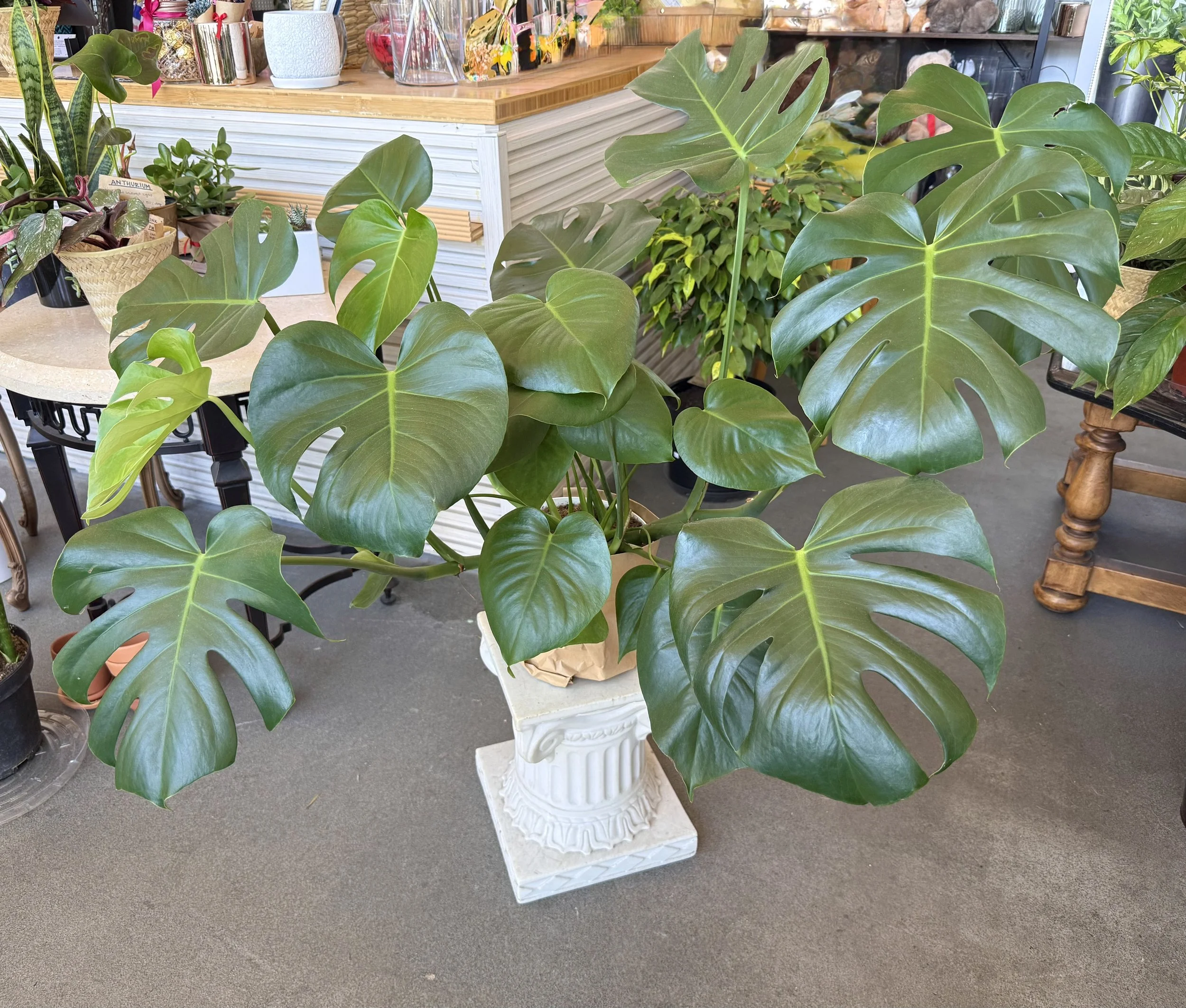 Monstera (large) 24"