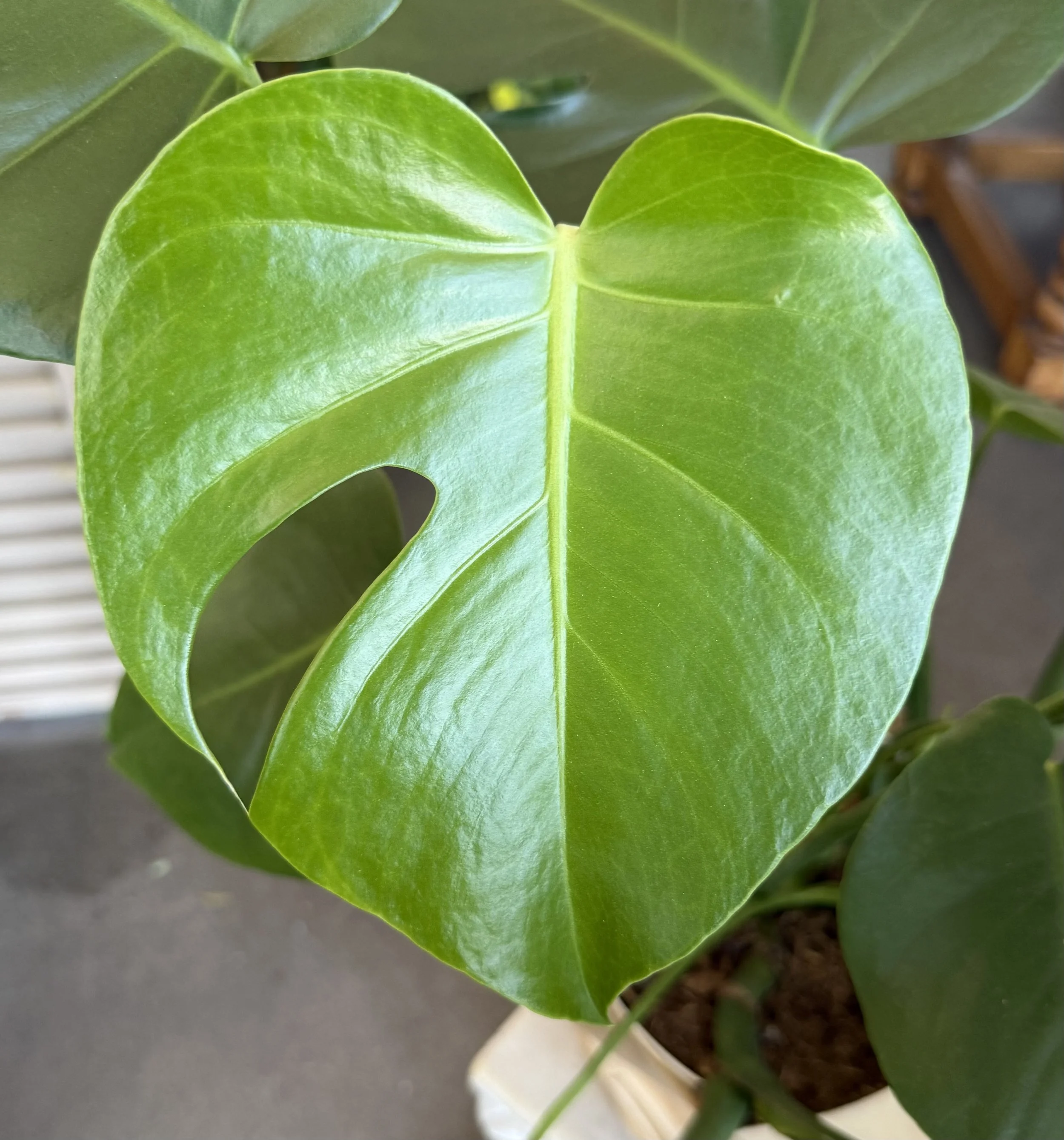 Monstera Large leaf.jpeg