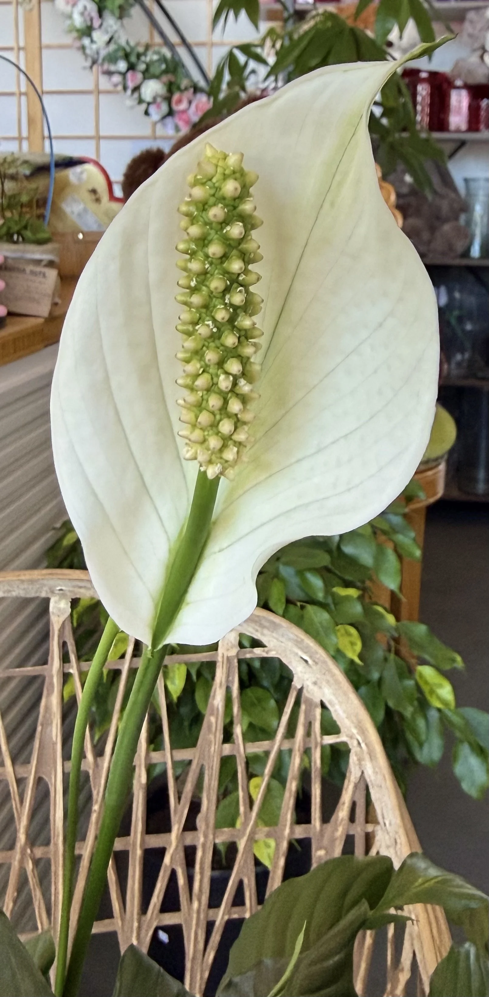 Peace Lily Variegated Flower.jpeg