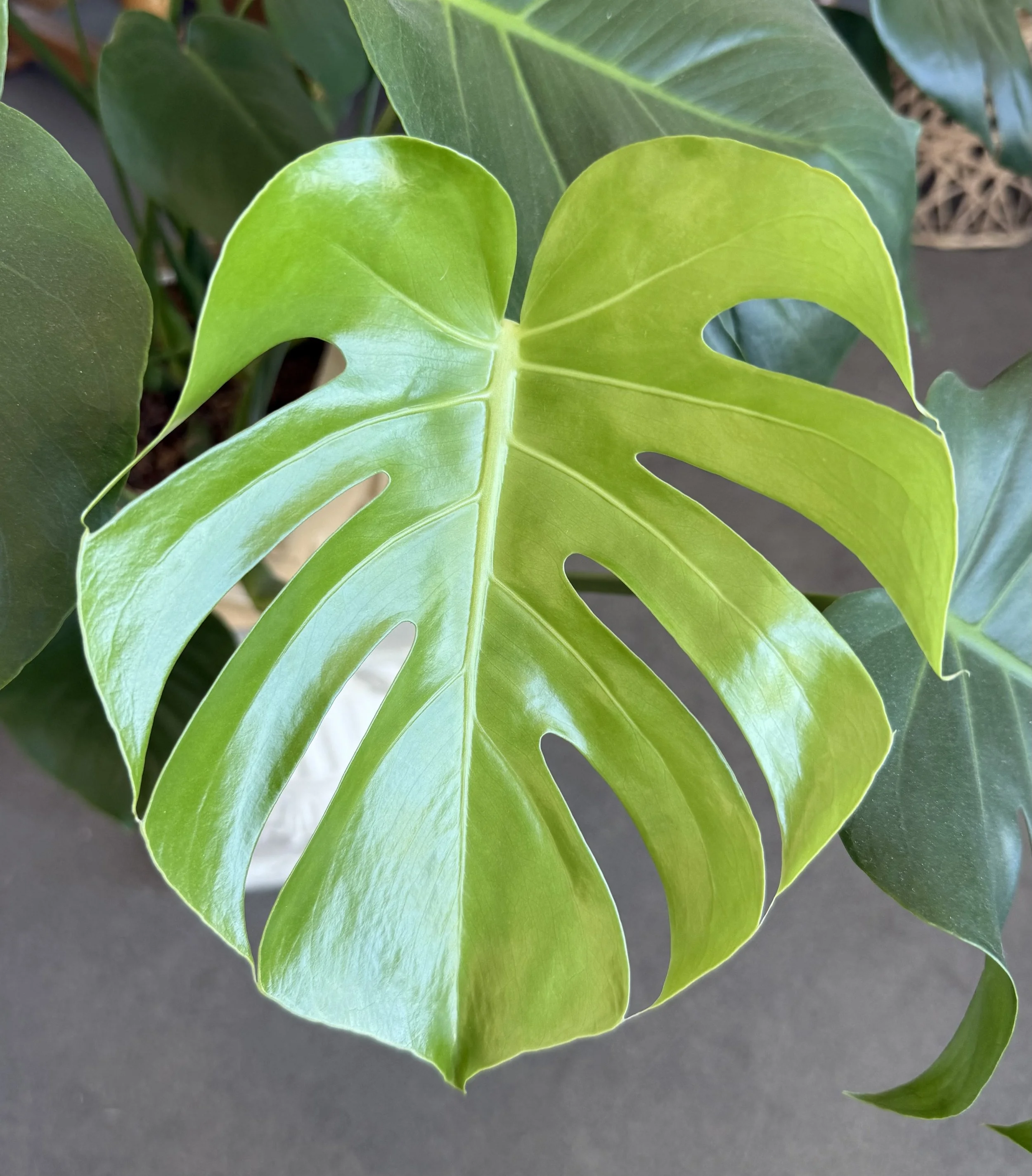 Monstera Large leaf2.jpeg