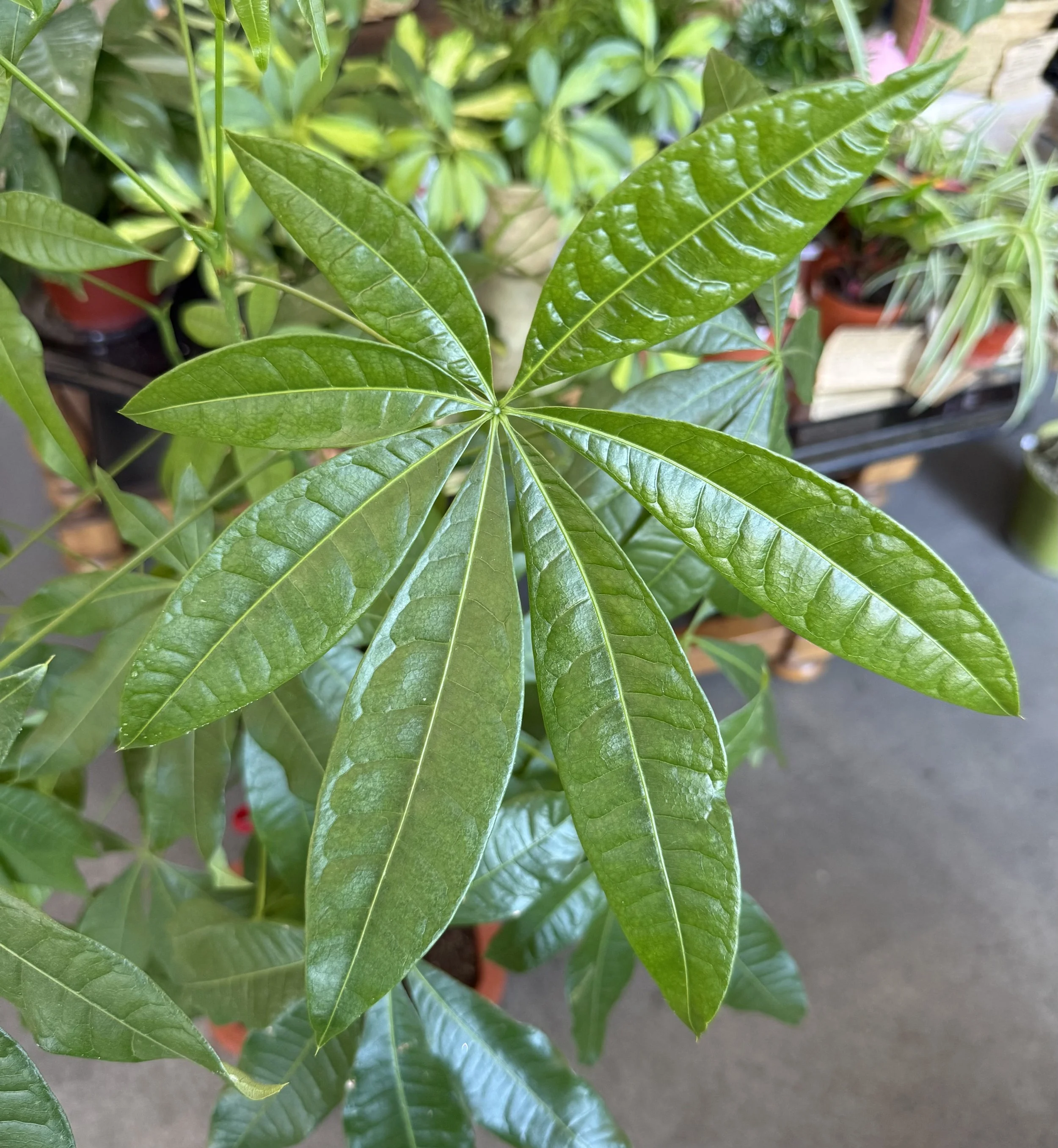 Money Tree Leaf.jpeg