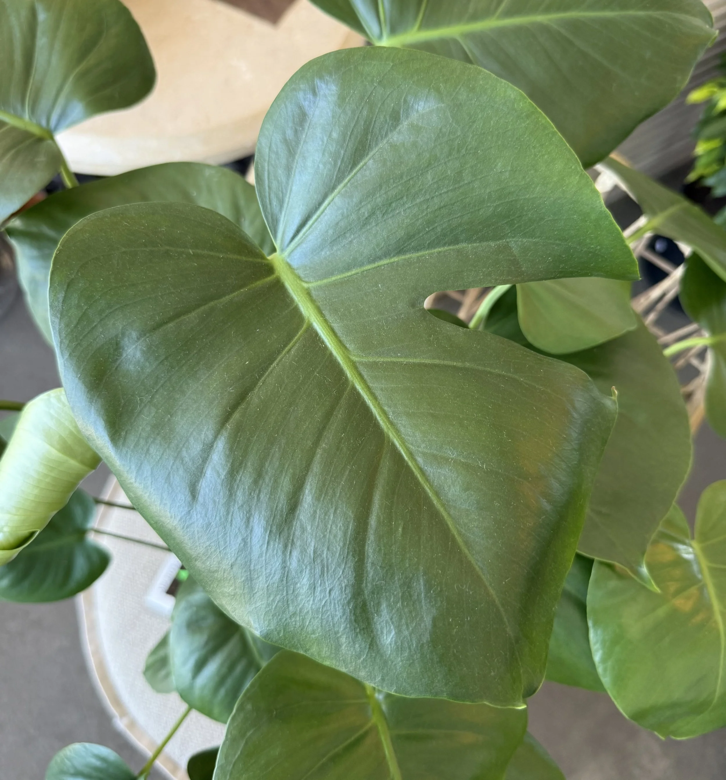 Medium Monstera Leaf.jpeg