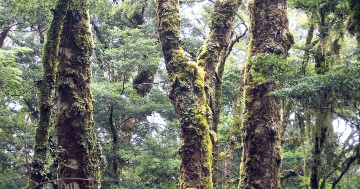 Untitled design (14).jpg