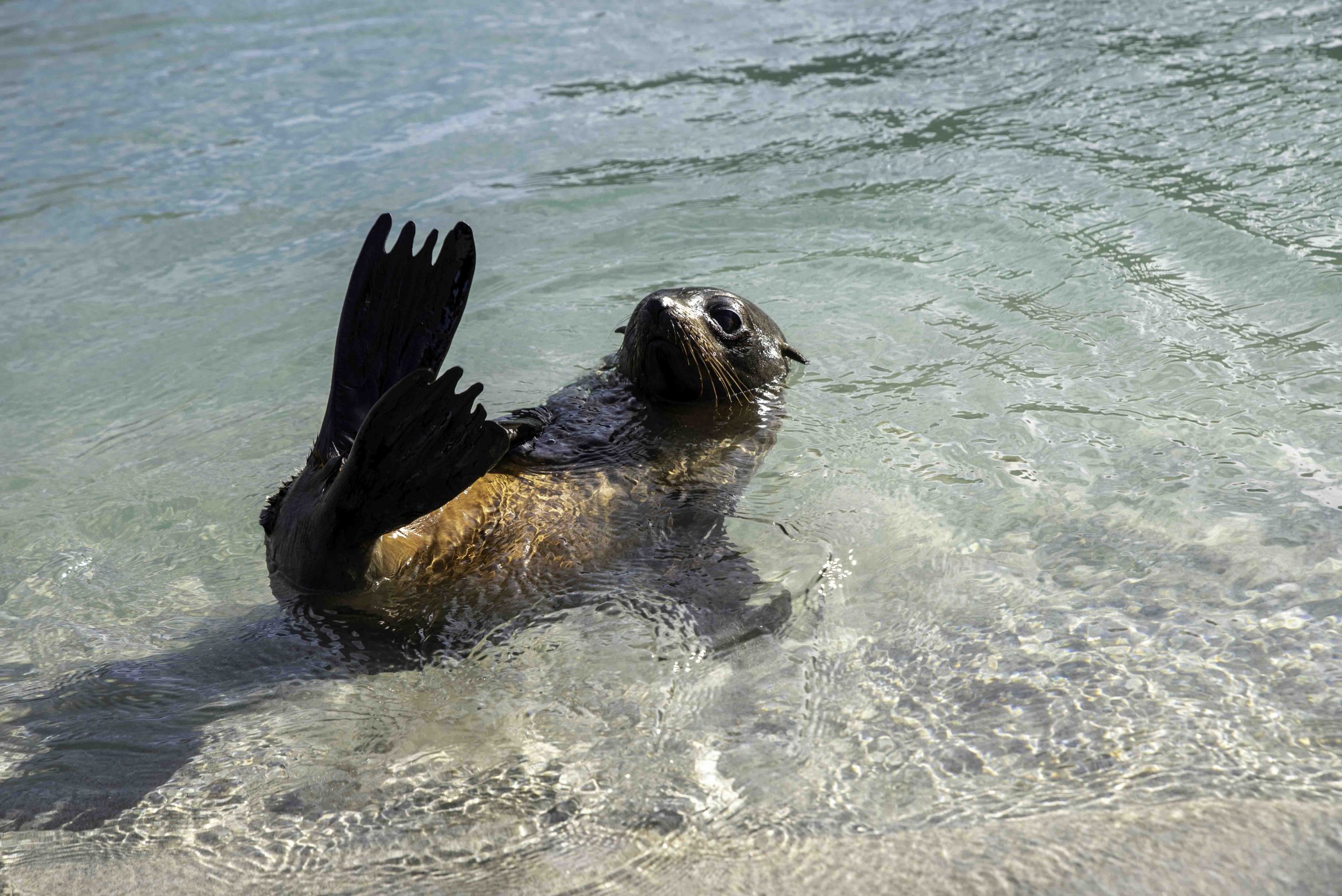 Visiting the Seals at Wharariki Beach