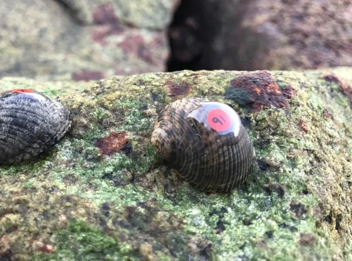 New paper on habitat fragmentation and gastropod movement published in Landscape Ecology