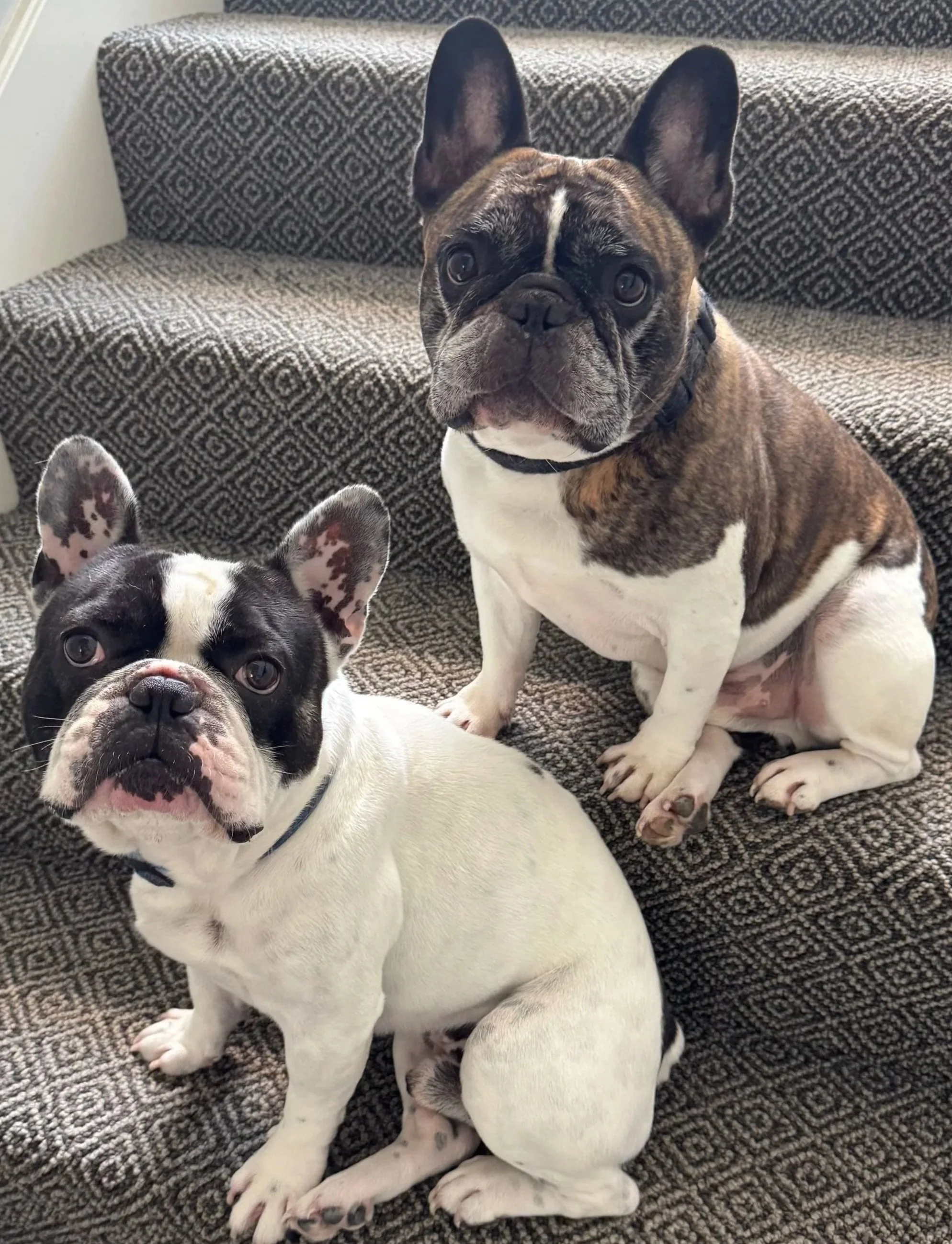 teletherapy Missouri, virtual therapy Jackson County, online therapy Kansas City, therapy dogs Missouri