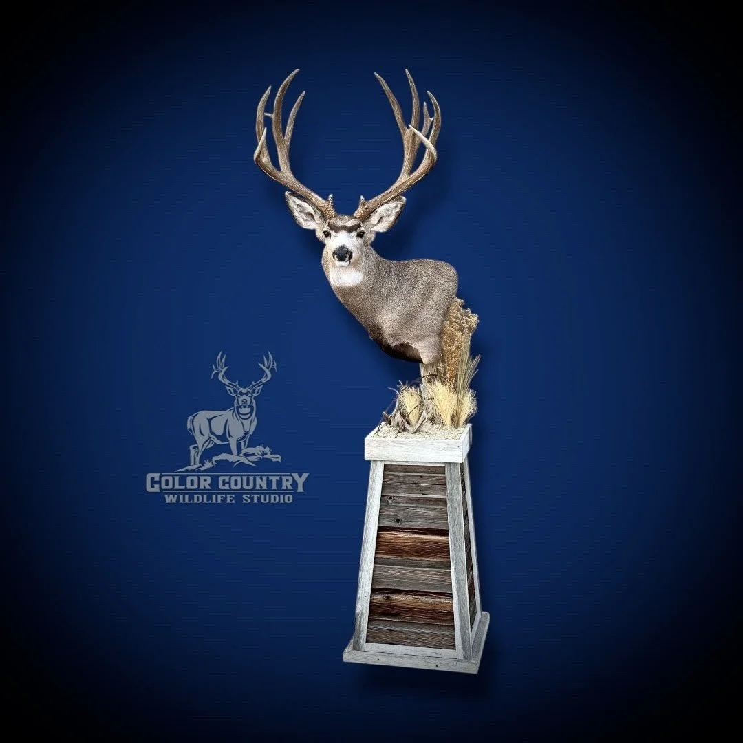 eZy Watermark_08-02-2026_01-58-32-0670PM.jpeg