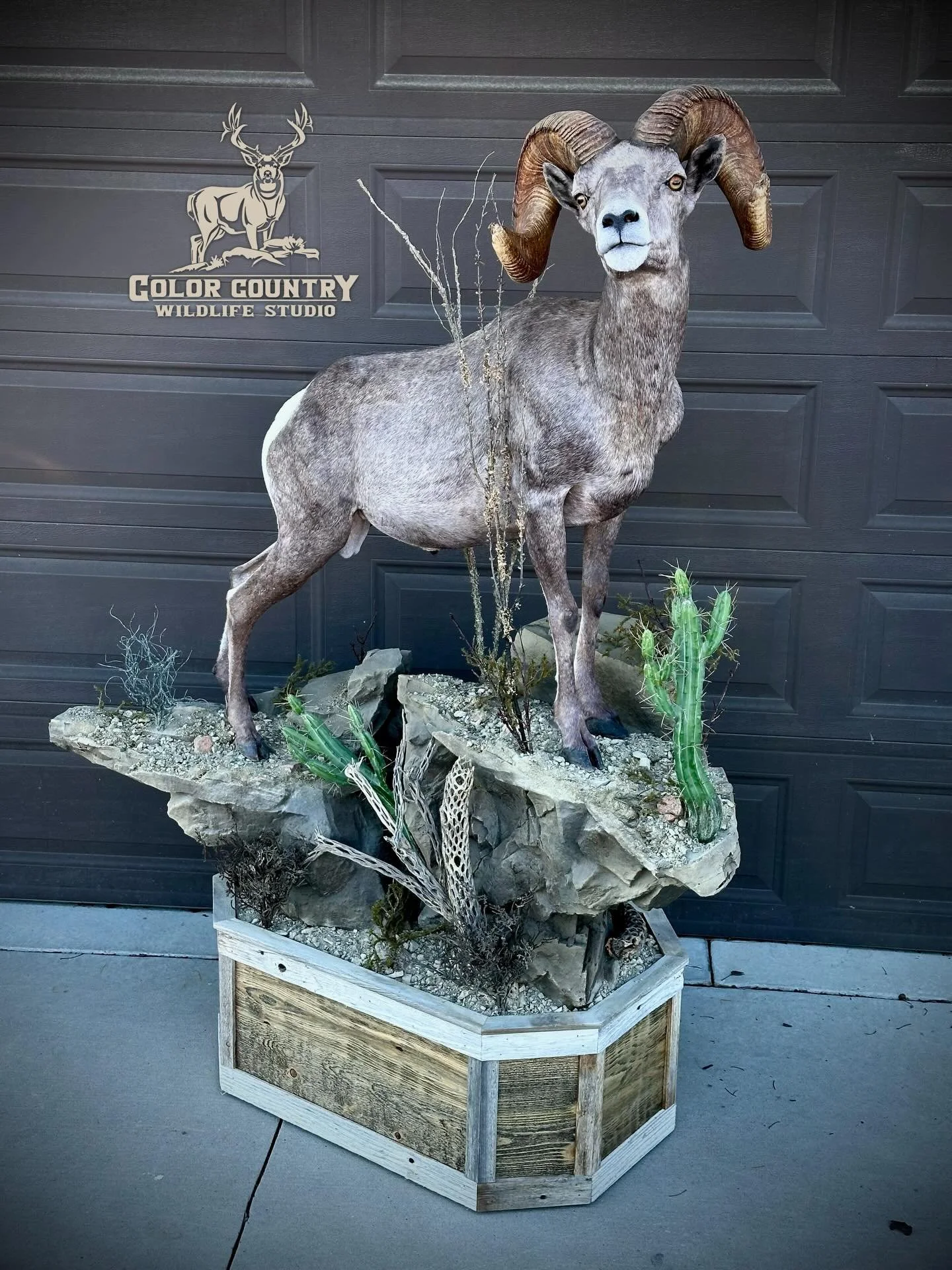Stud of a desert Ram all done up for @jbirk23