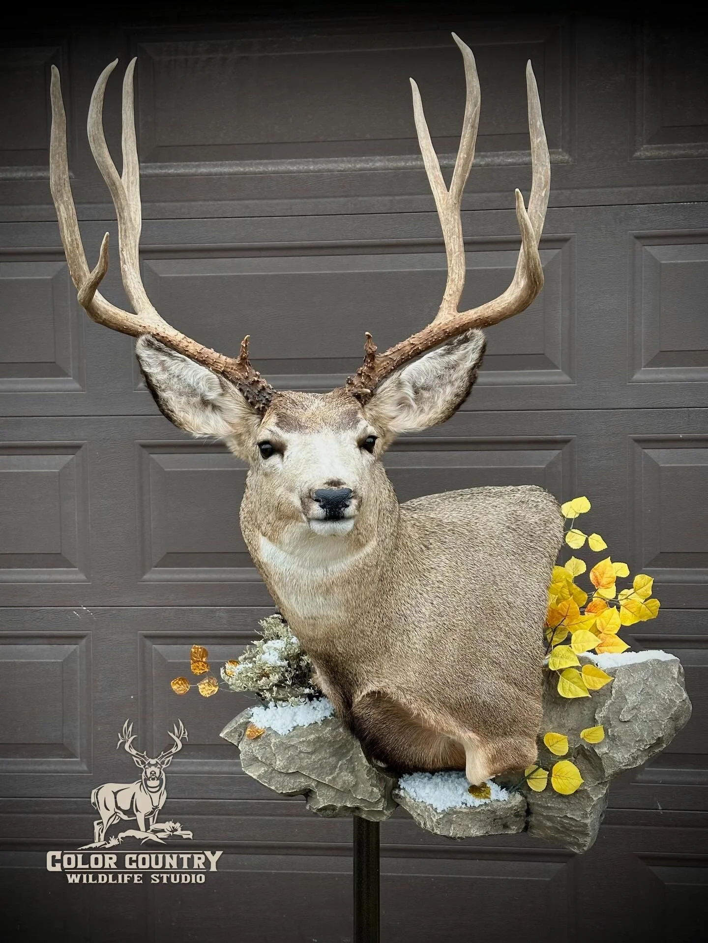 Big old buck harvested way back close to 20 years ago on the Wasatch unit in Utah!