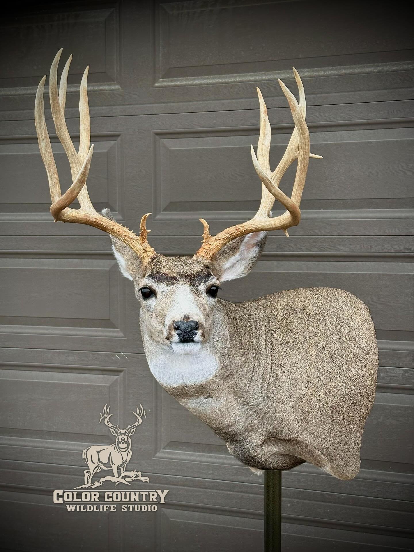 Two nice bucks all done up for Dak! Thanks man.