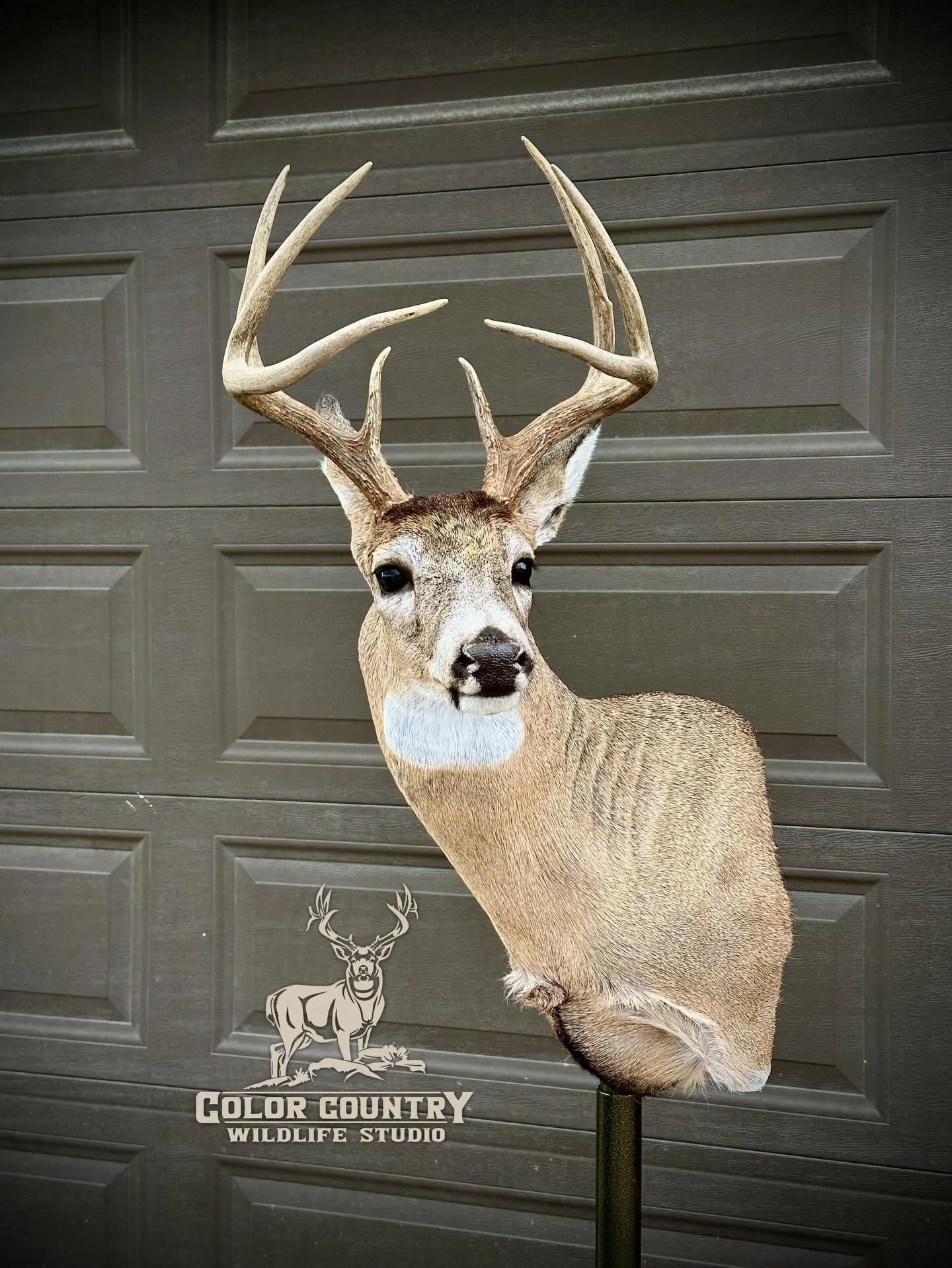 Sweet little whitetail we just did up for @outdoorjunkie.307 Thanks man for the support.