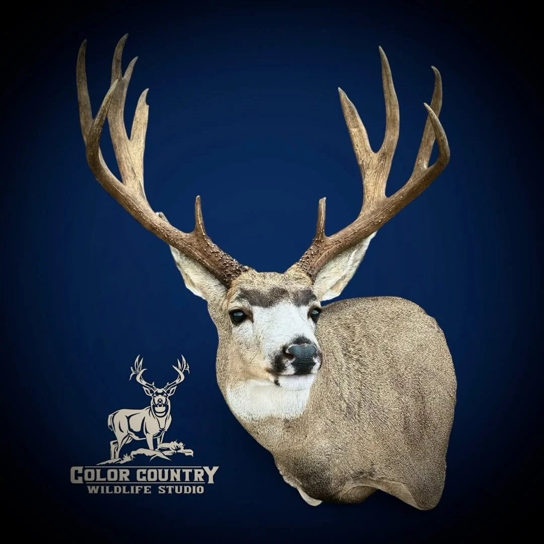 Awesome buck all don&rsquo;t up for Matt! Thanks man.