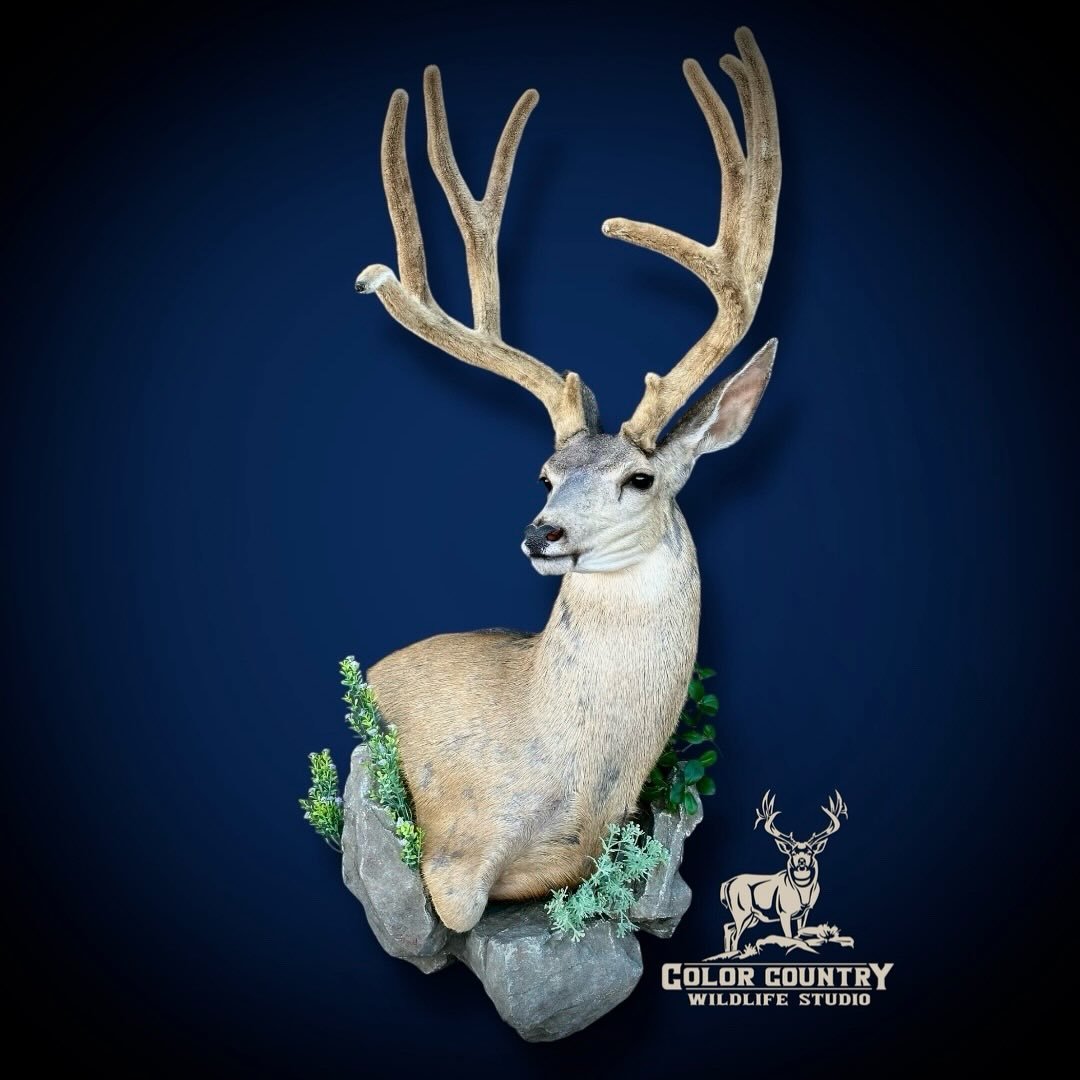 Couple more nice bucks all done up.