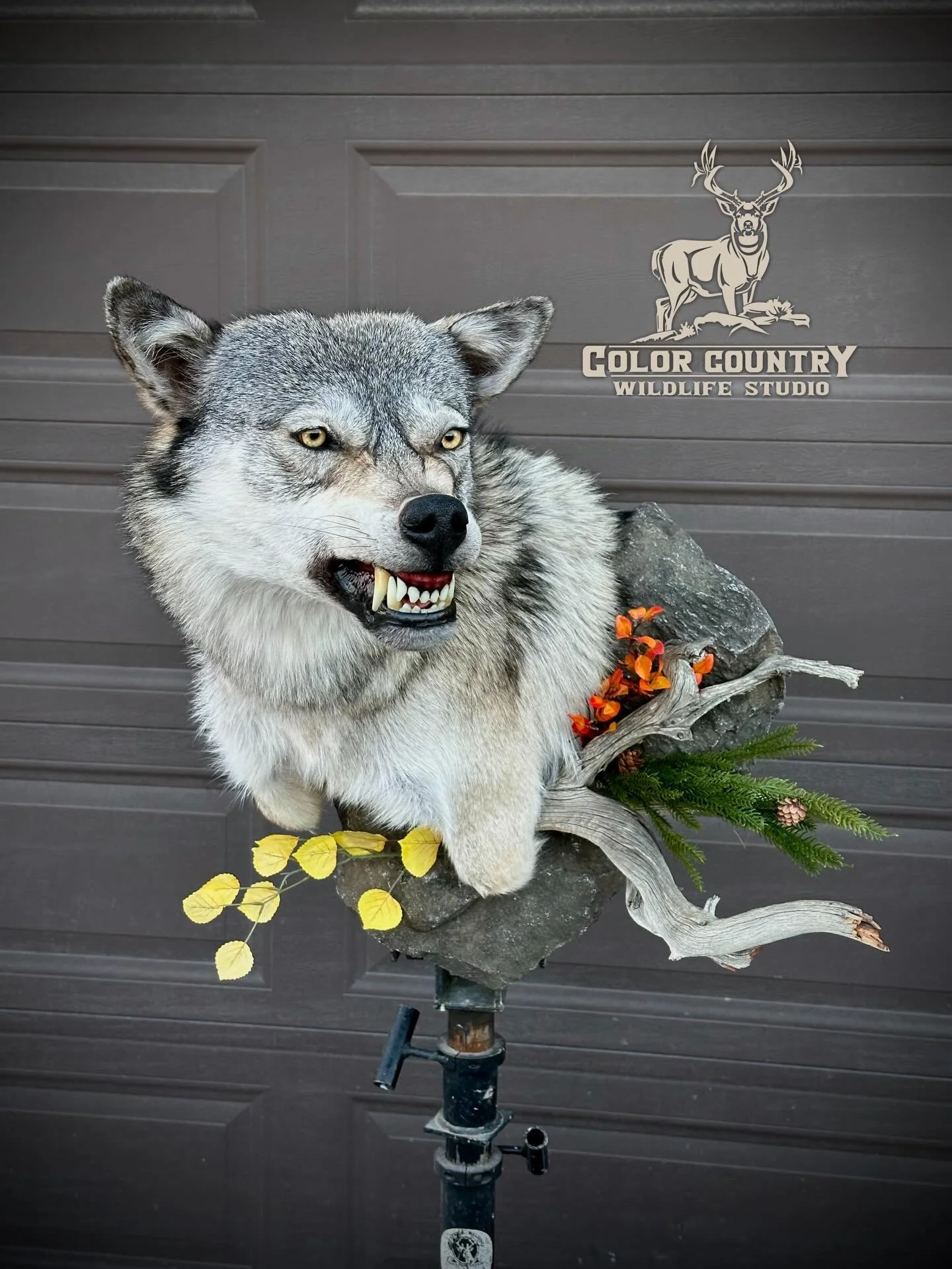 Unique opportunity to work on a wolf. Congrats @zamy517