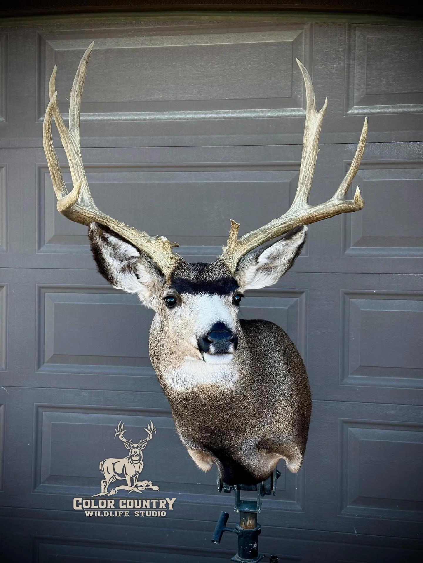 When it comes to big bucks sometimes you can just tell that not all capes are made the same. This one is super good looking