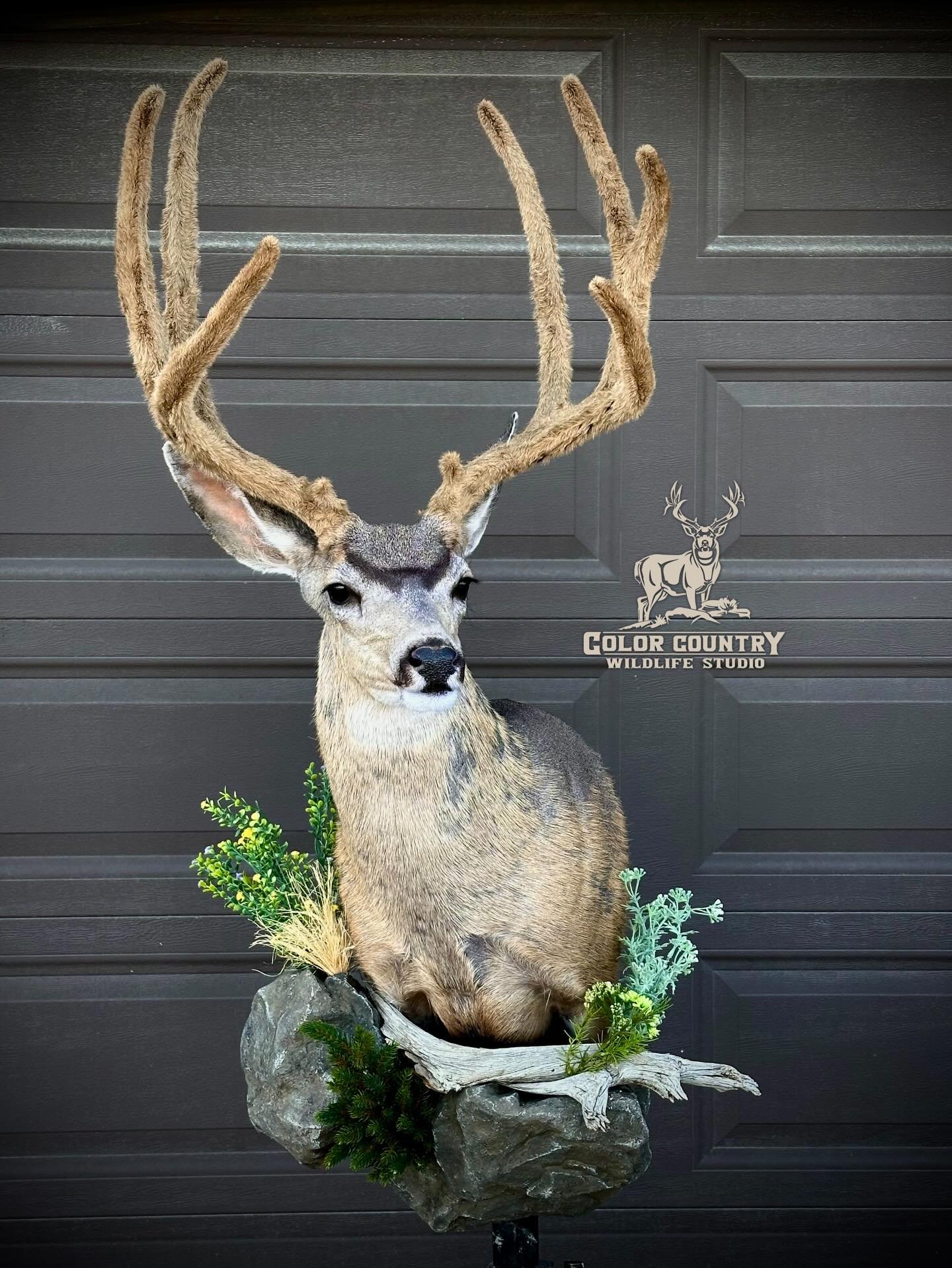 Holden&rsquo;s buck all done. Congrats man!