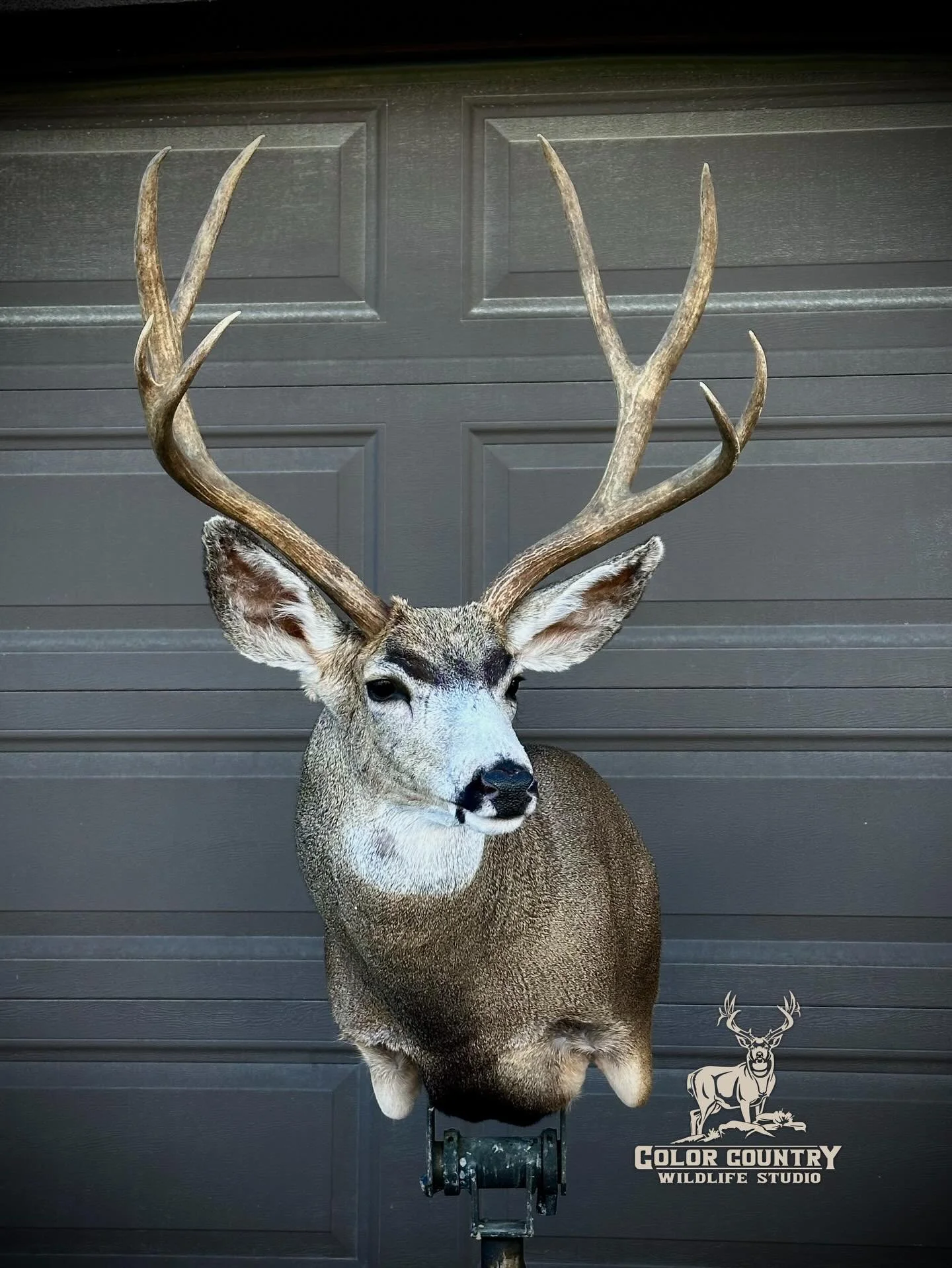 Nice buck all done up today.
